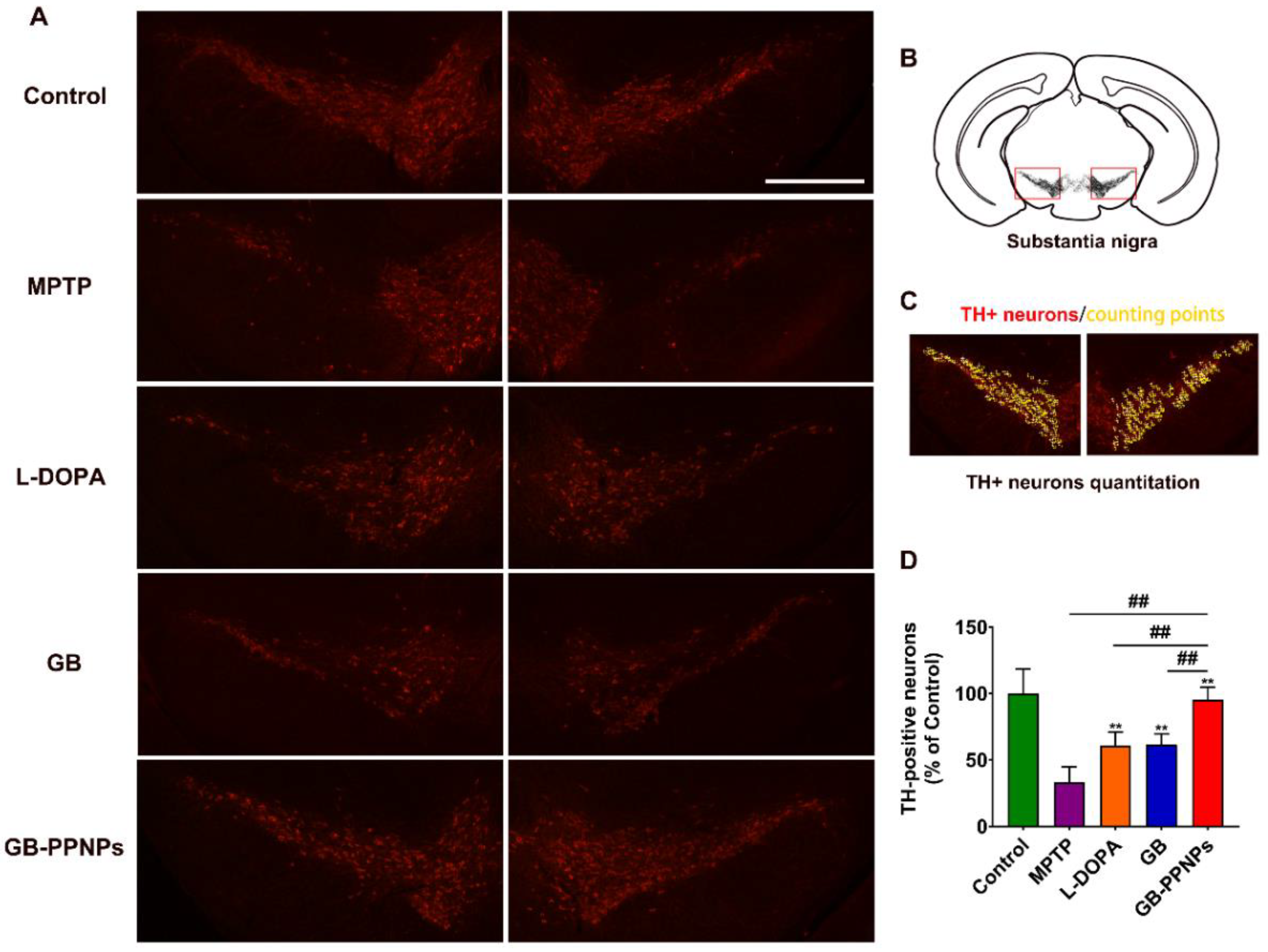 Pharmaceutics 14 01731 g007 550