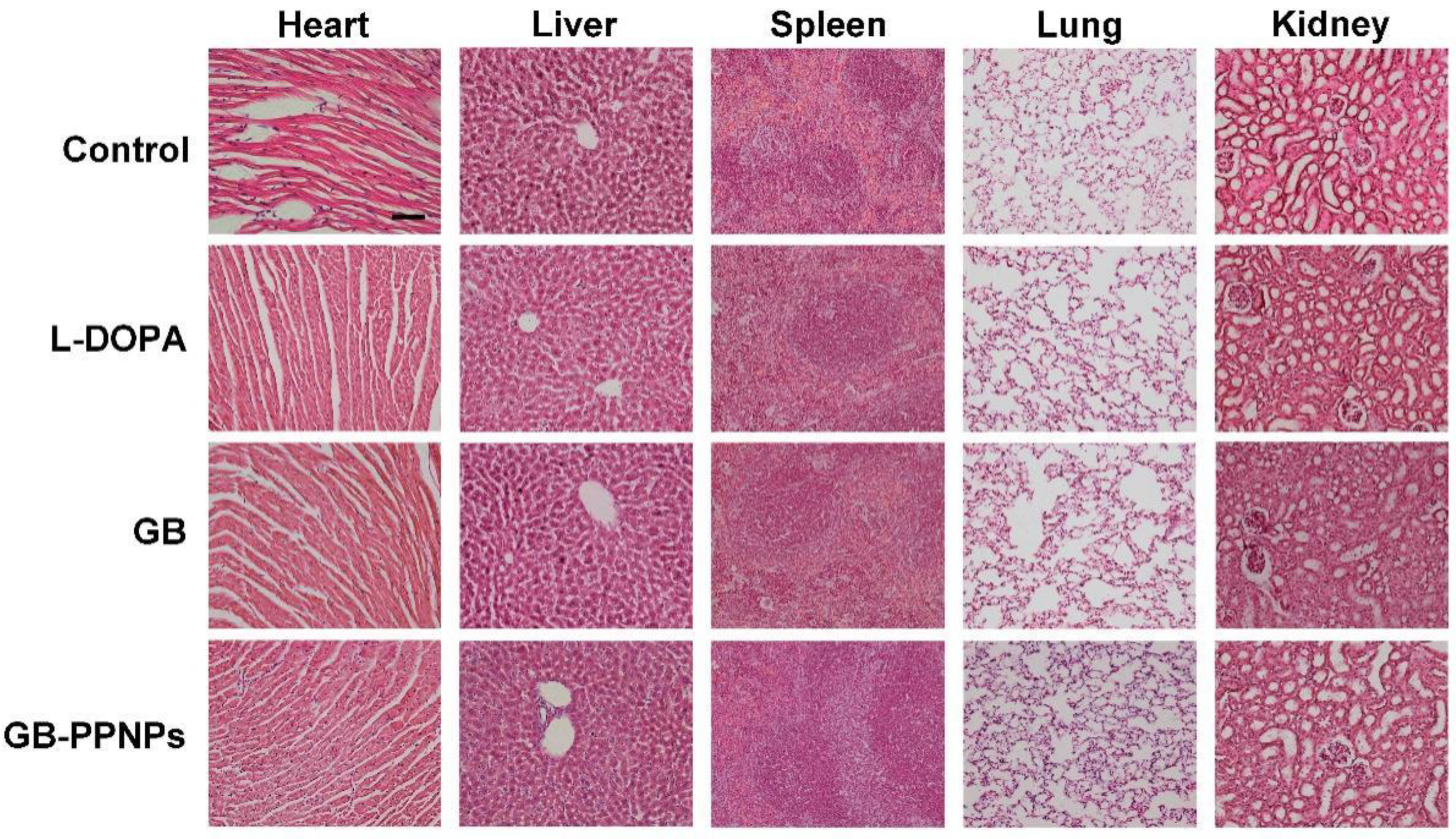 Pharmaceutics 14 01731 g009 550