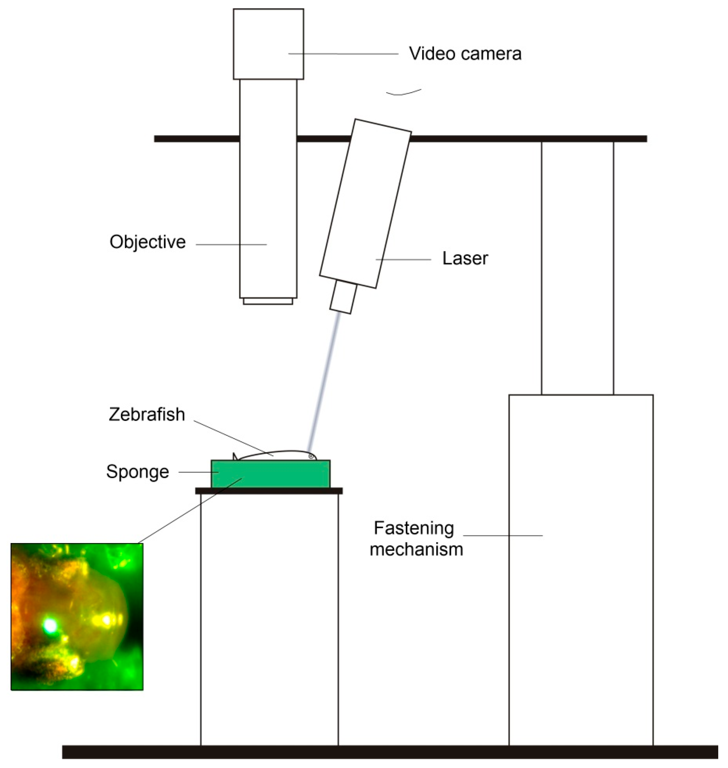 Pharmaceutics 14 01751 g001 Pharmaceutics 14 01751 g001