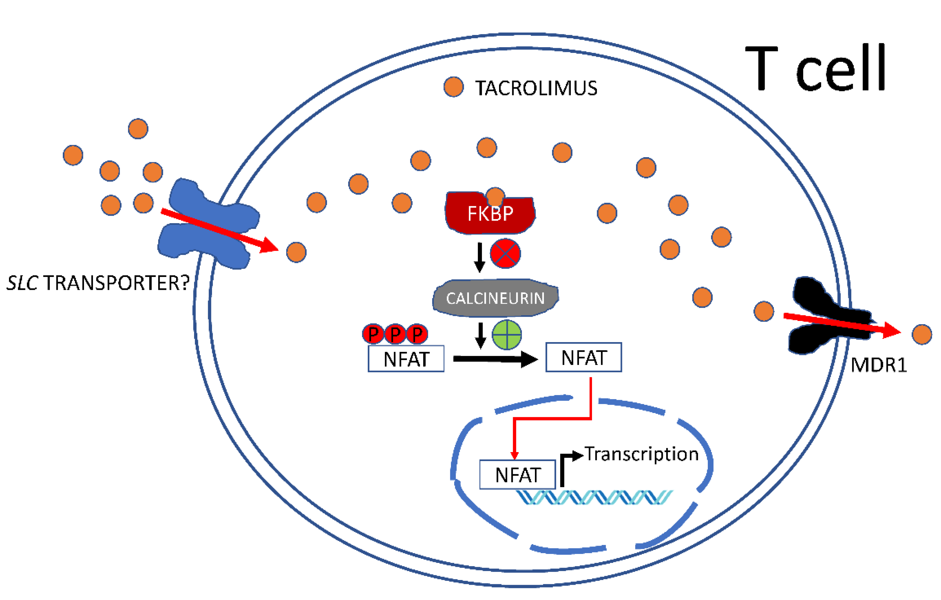 Pharmaceutics 14 01755 g001 Pharmaceutics 14 01755 g001