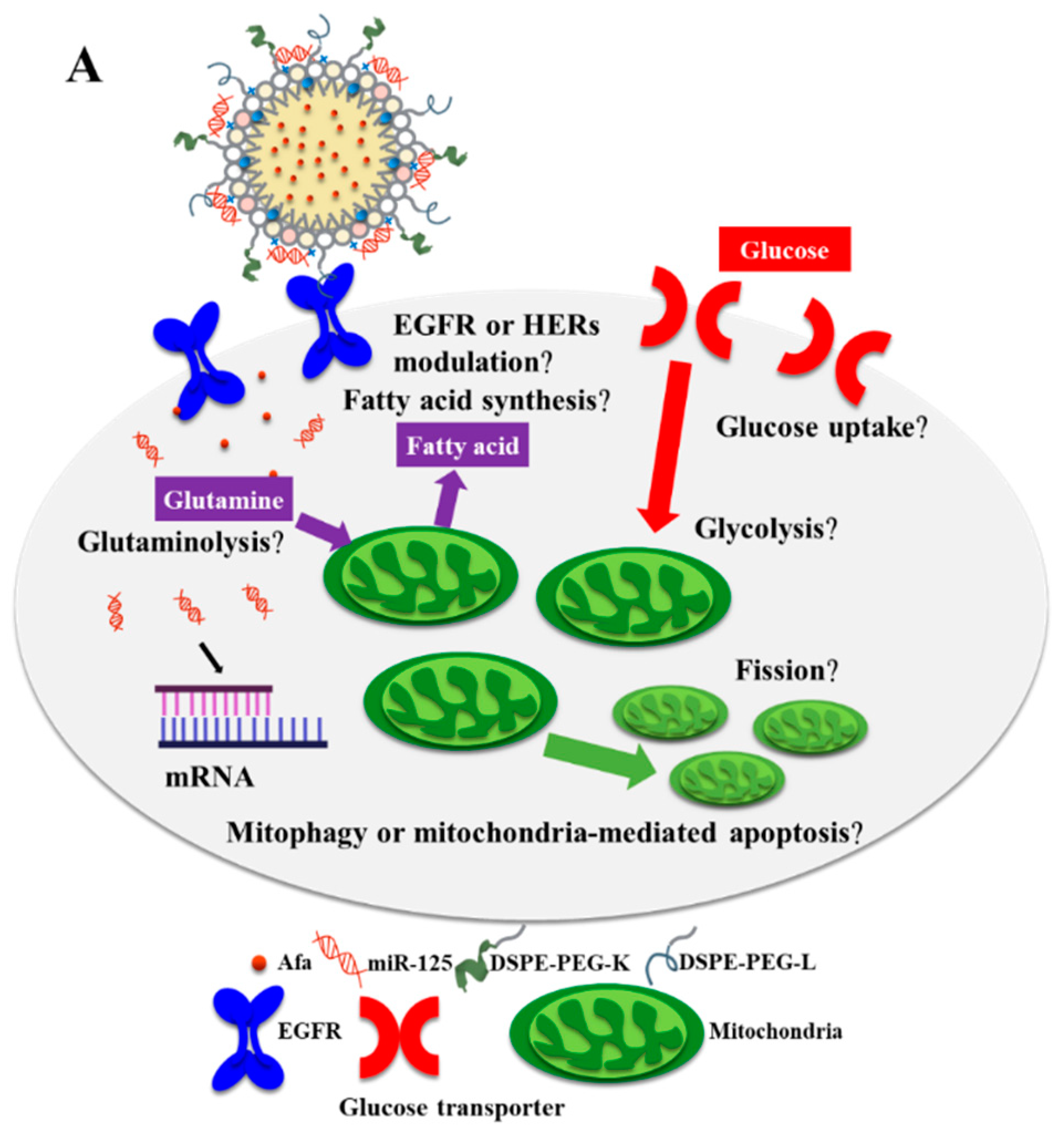 Pharmaceutics 14 01759 g001a 550