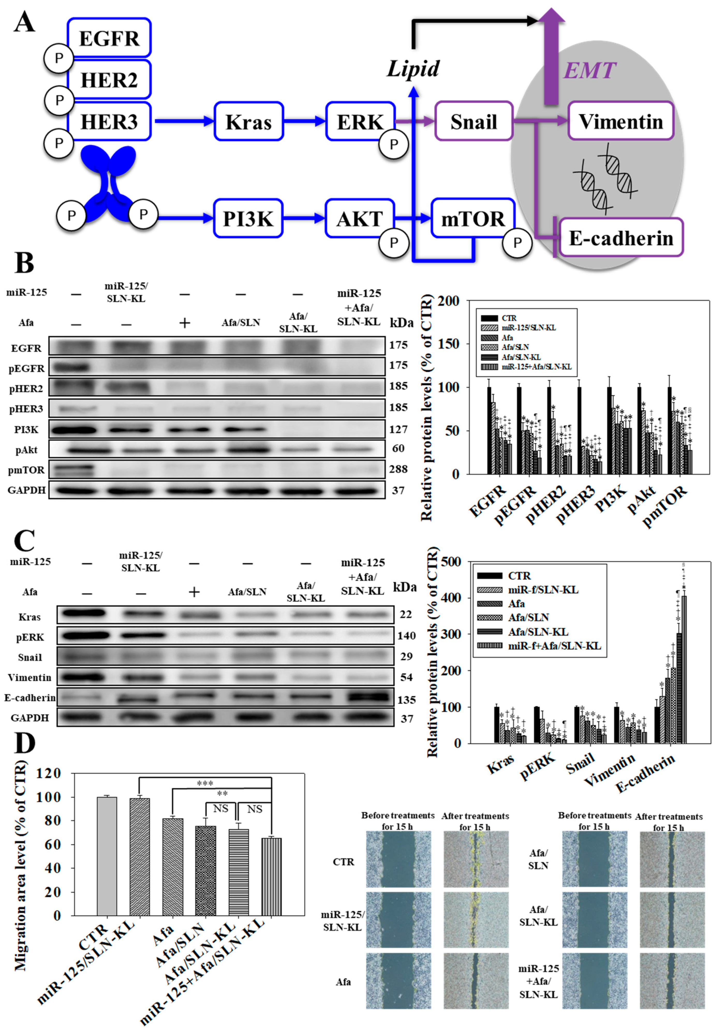 Pharmaceutics 14 01759 g003 550