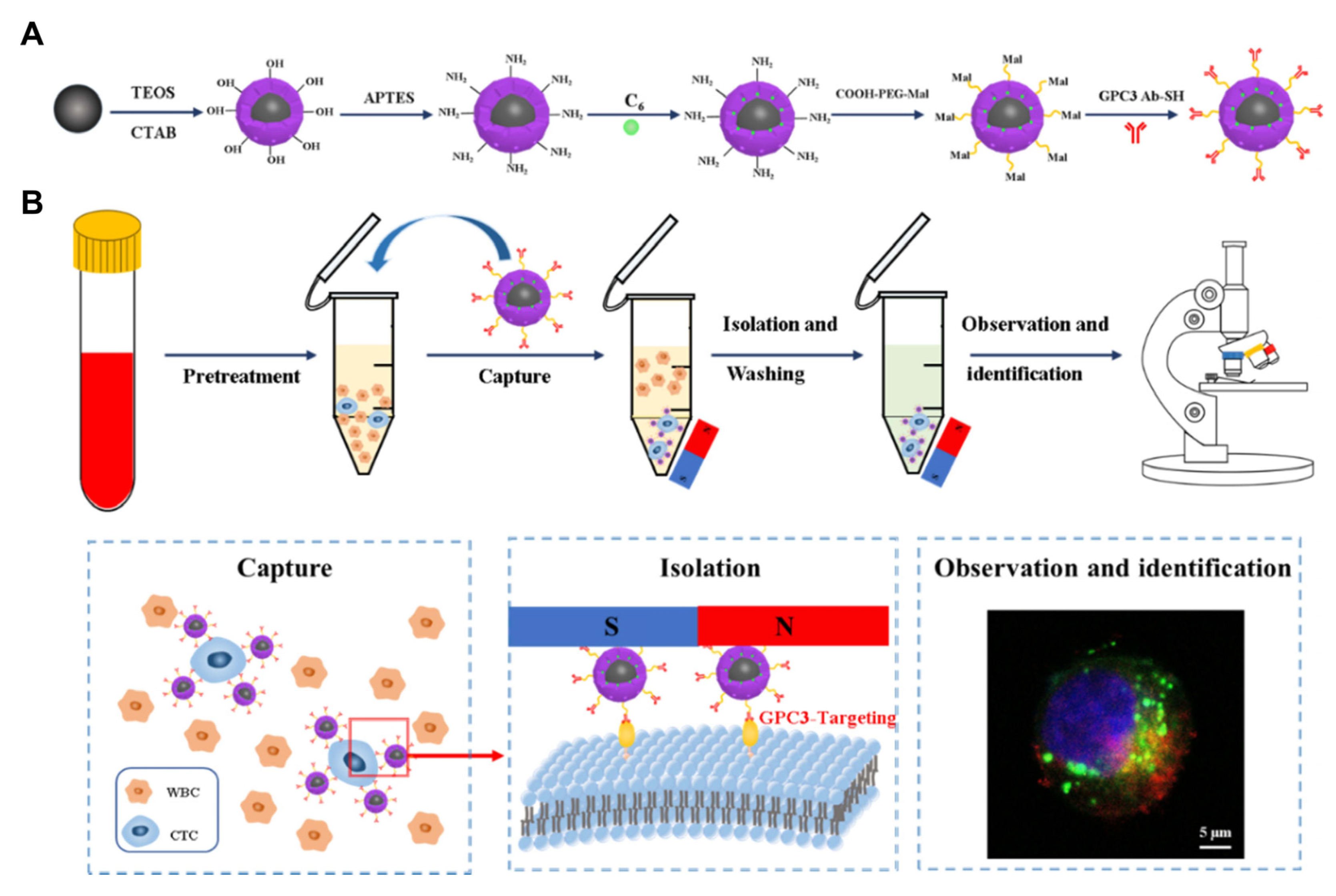 Pharmaceutics 14 01760 g006 550