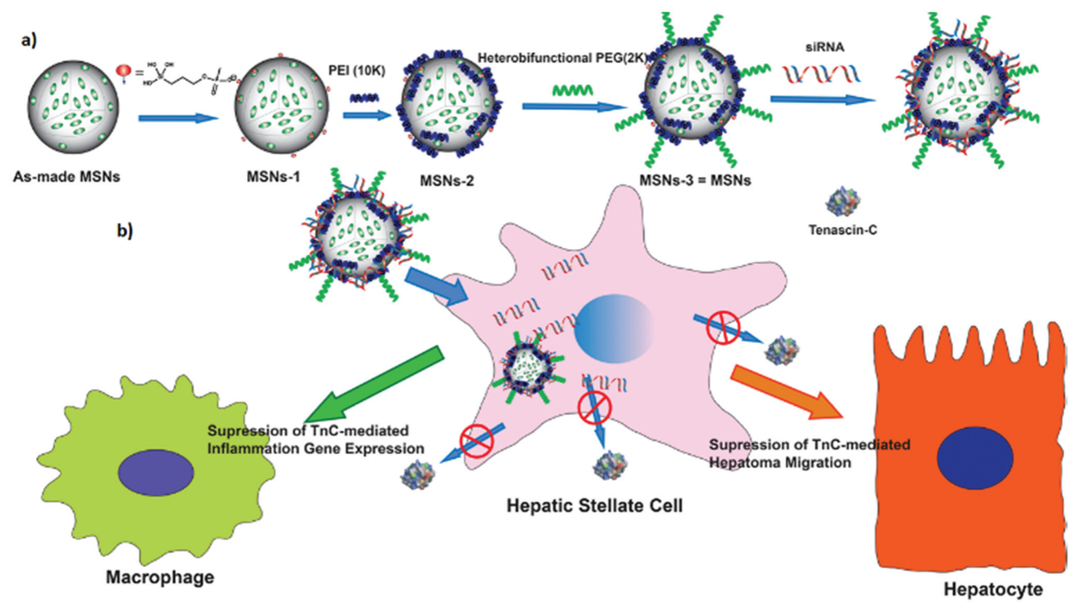 Pharmaceutics 14 01760 g010 550