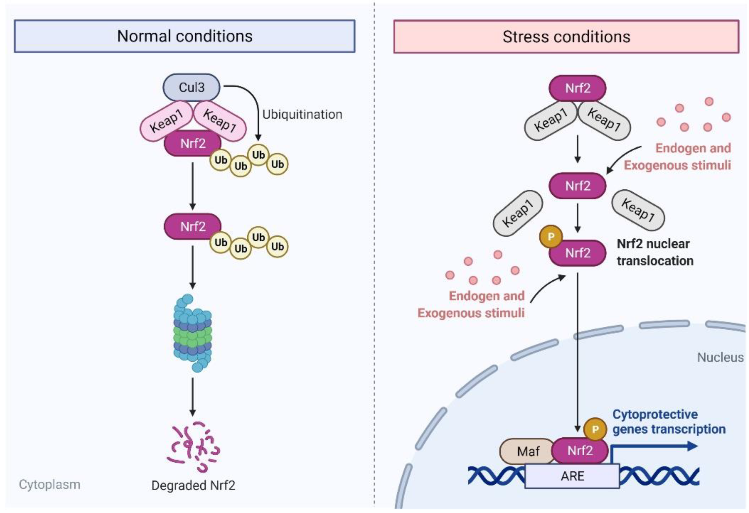 Pharmaceutics 14 01775 g001 Pharmaceutics 14 01775 g001