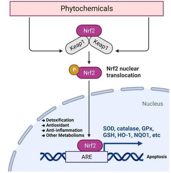 Npc Rfr2 Role of Nrf2, STAT3, and Src as Molecular Targets for Cancer ...