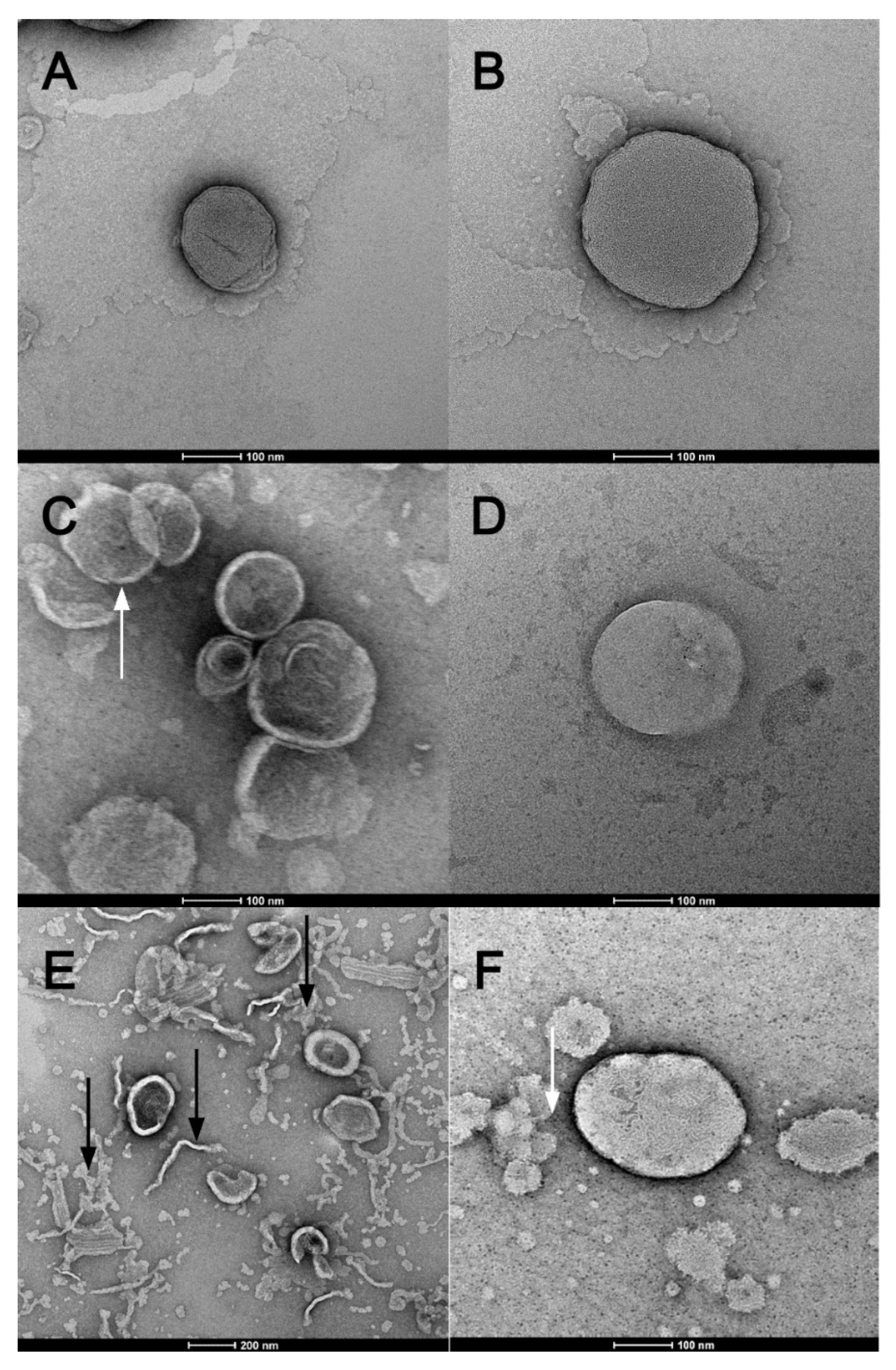 Pharmaceutics 14 01819 g007 550