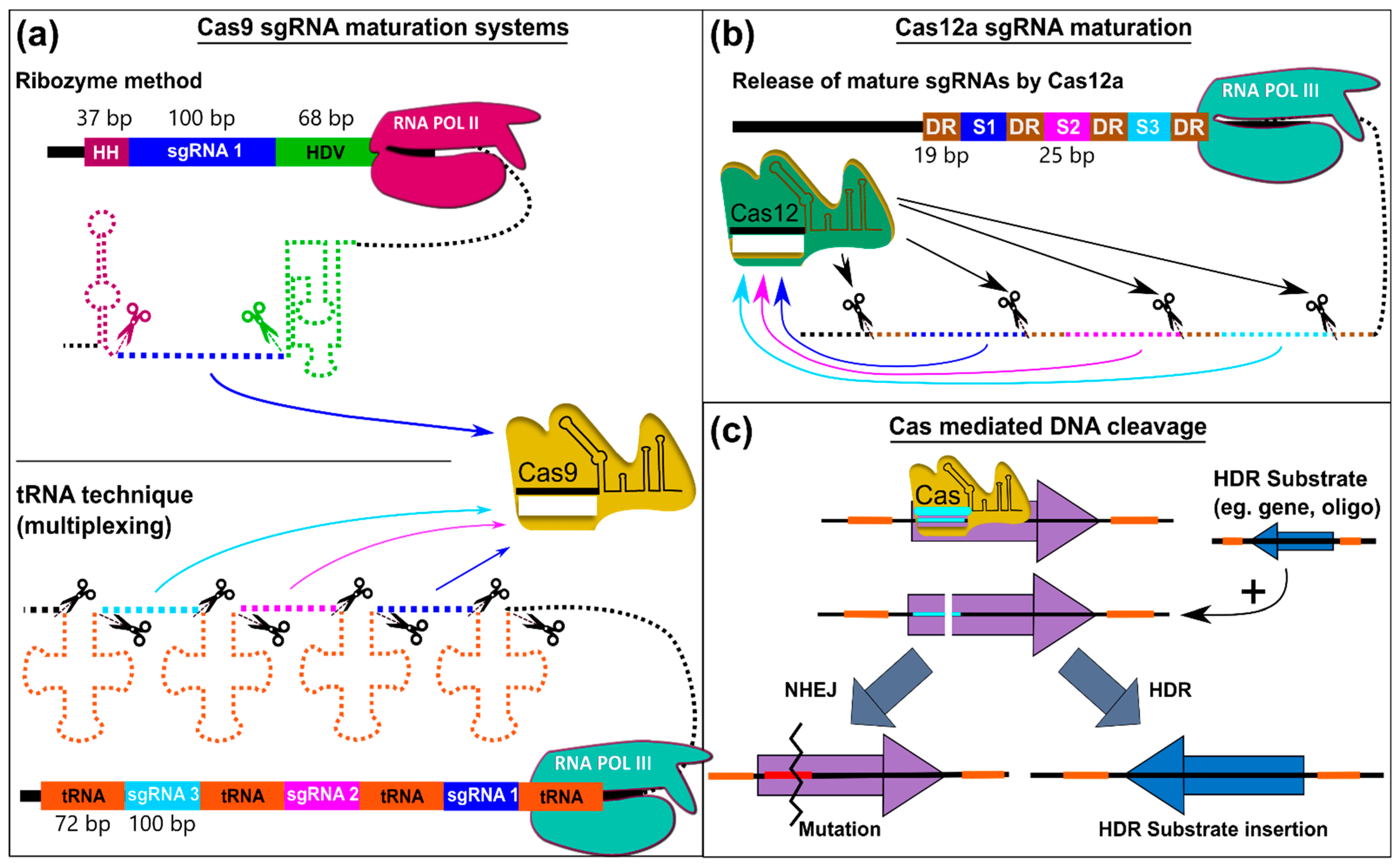 Pharmaceutics 14 01837 g003