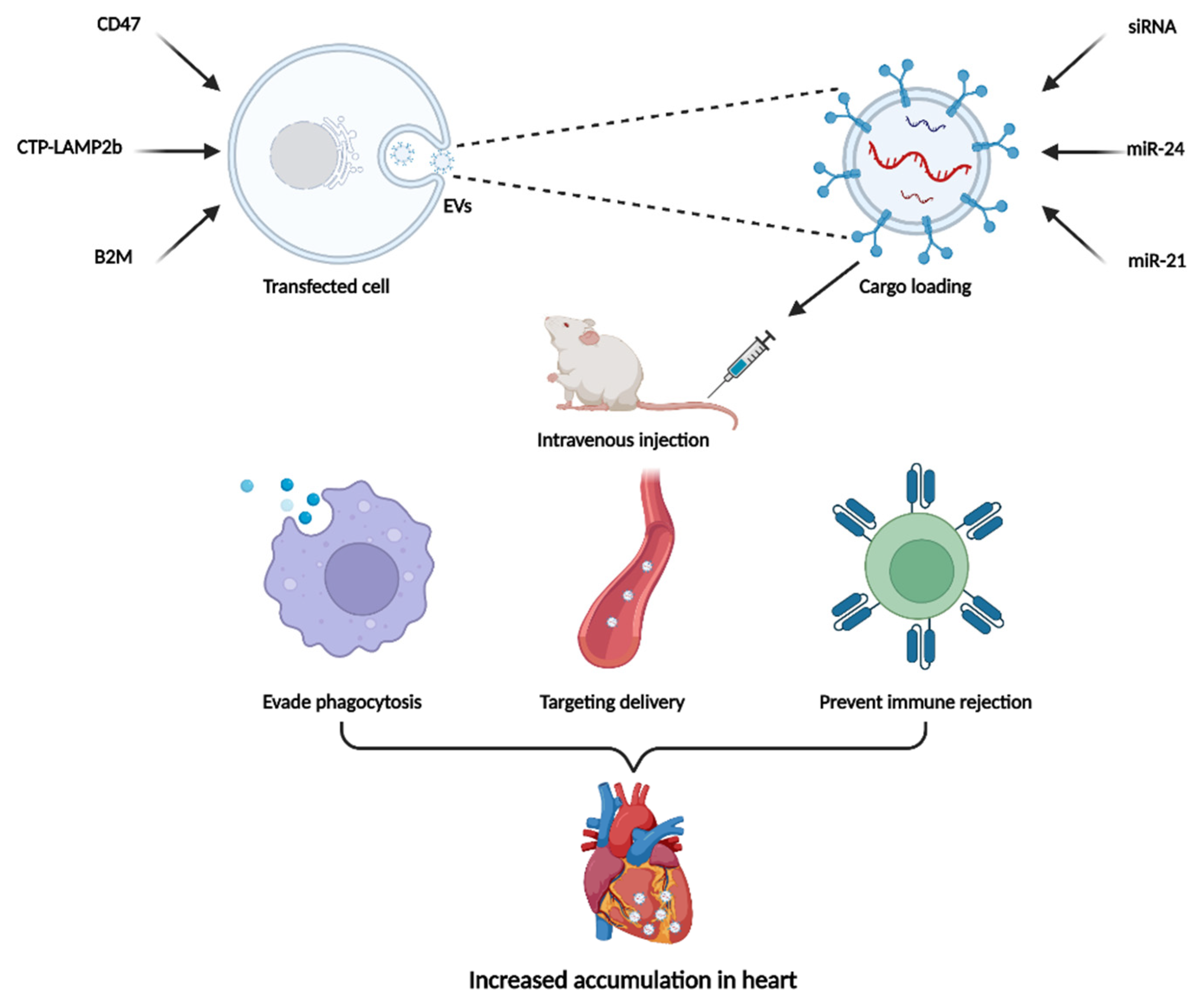 Pharmaceutics 14 01848 g003 550