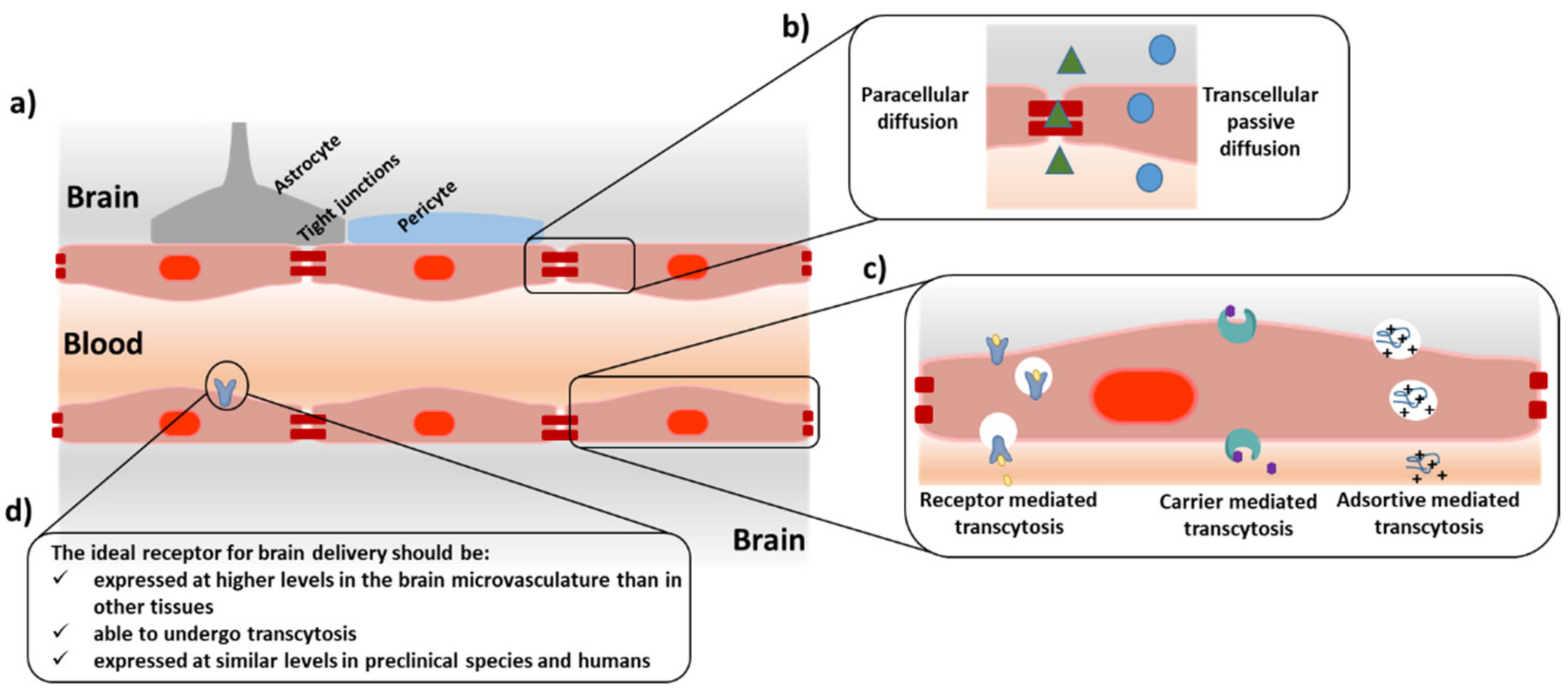 Pharmaceutics Free FullText Peptide Shuttles for BloodBrain