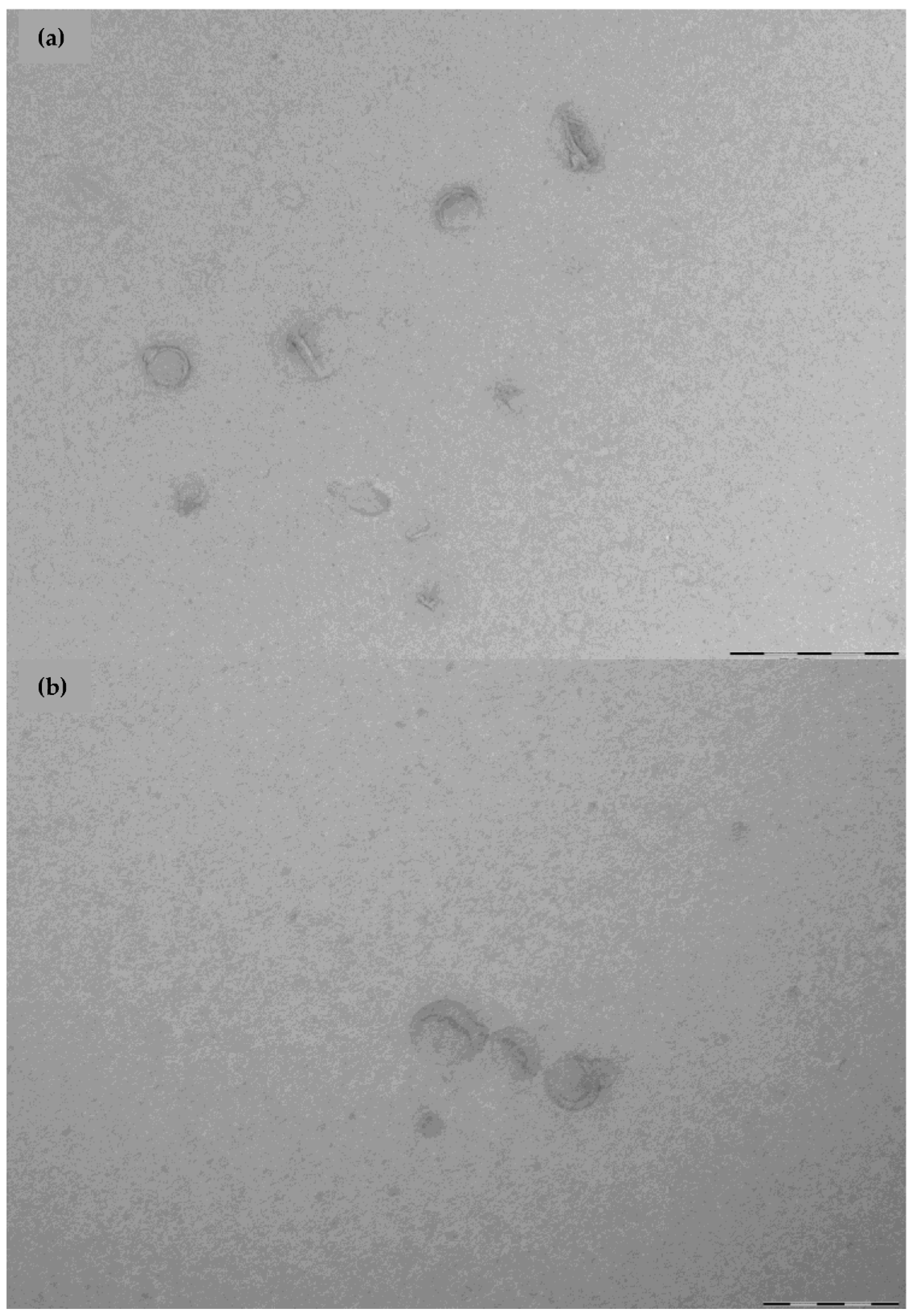 Pharmaceutics 14 01895 g005 550