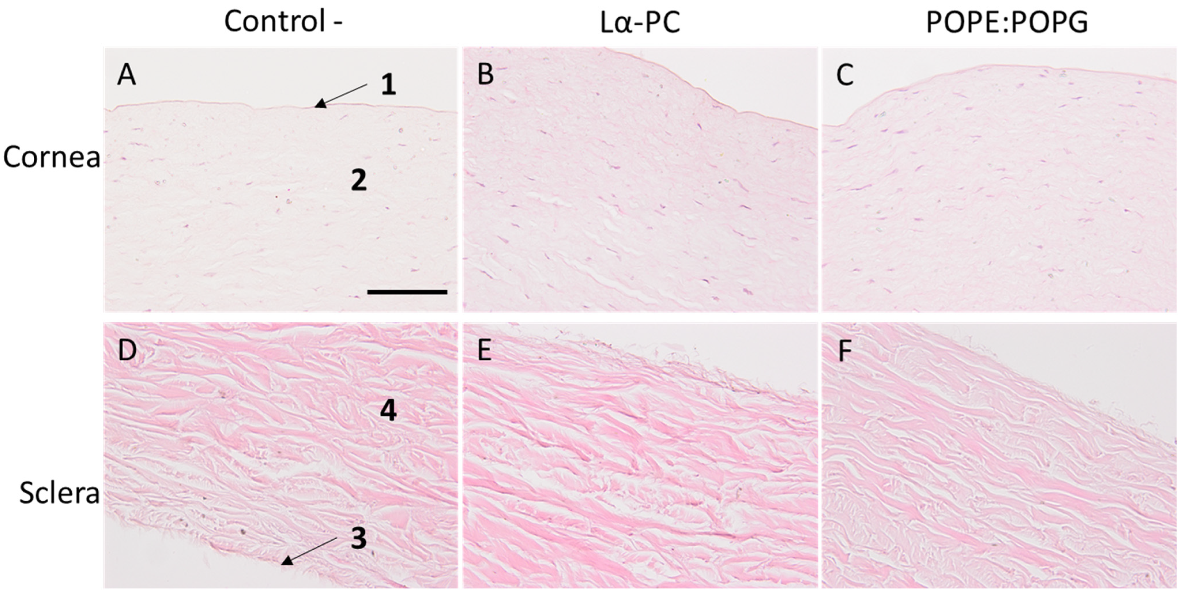 Pharmaceutics 14 01895 g012 550