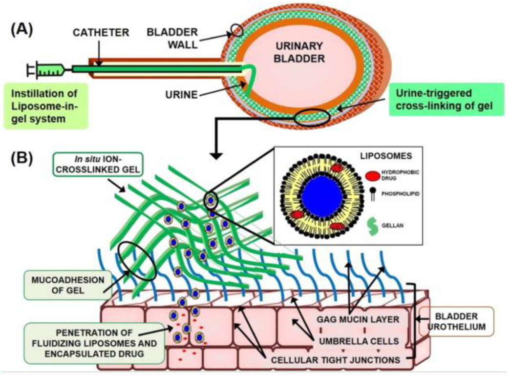Pharmaceutics 14 01909 g003