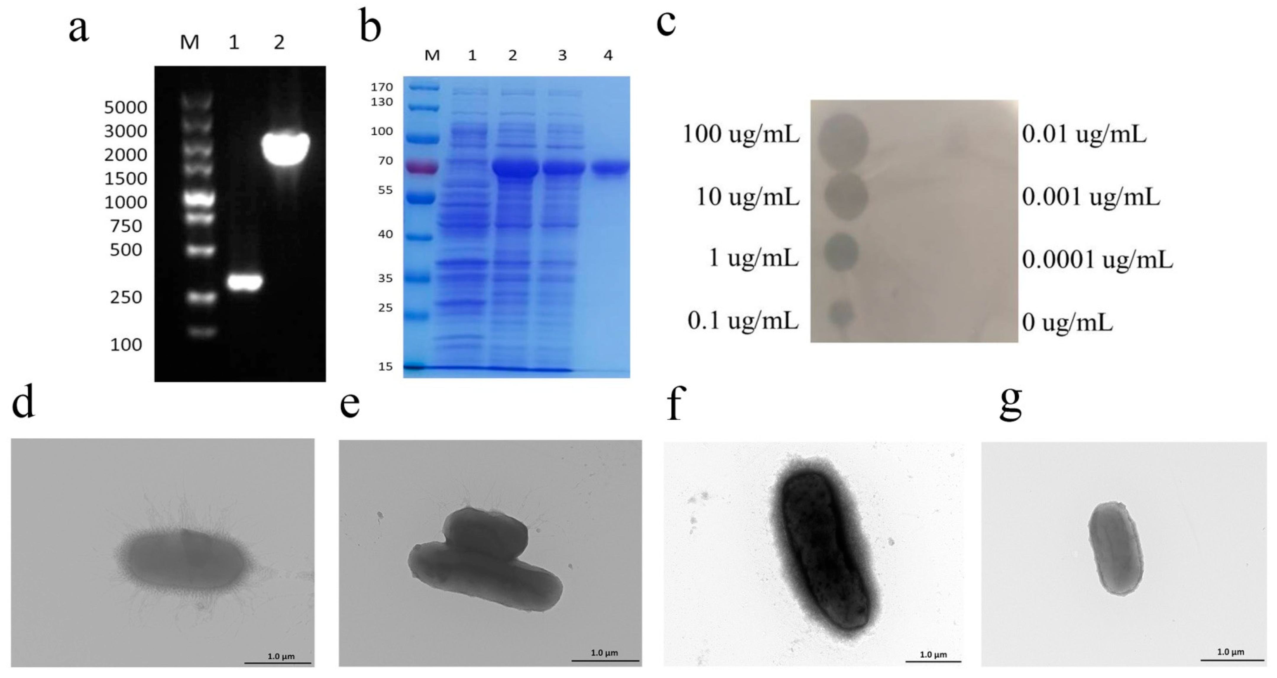 Pharmaceutics 14 01916 g005 Pharmaceutics 14 01916 g005
