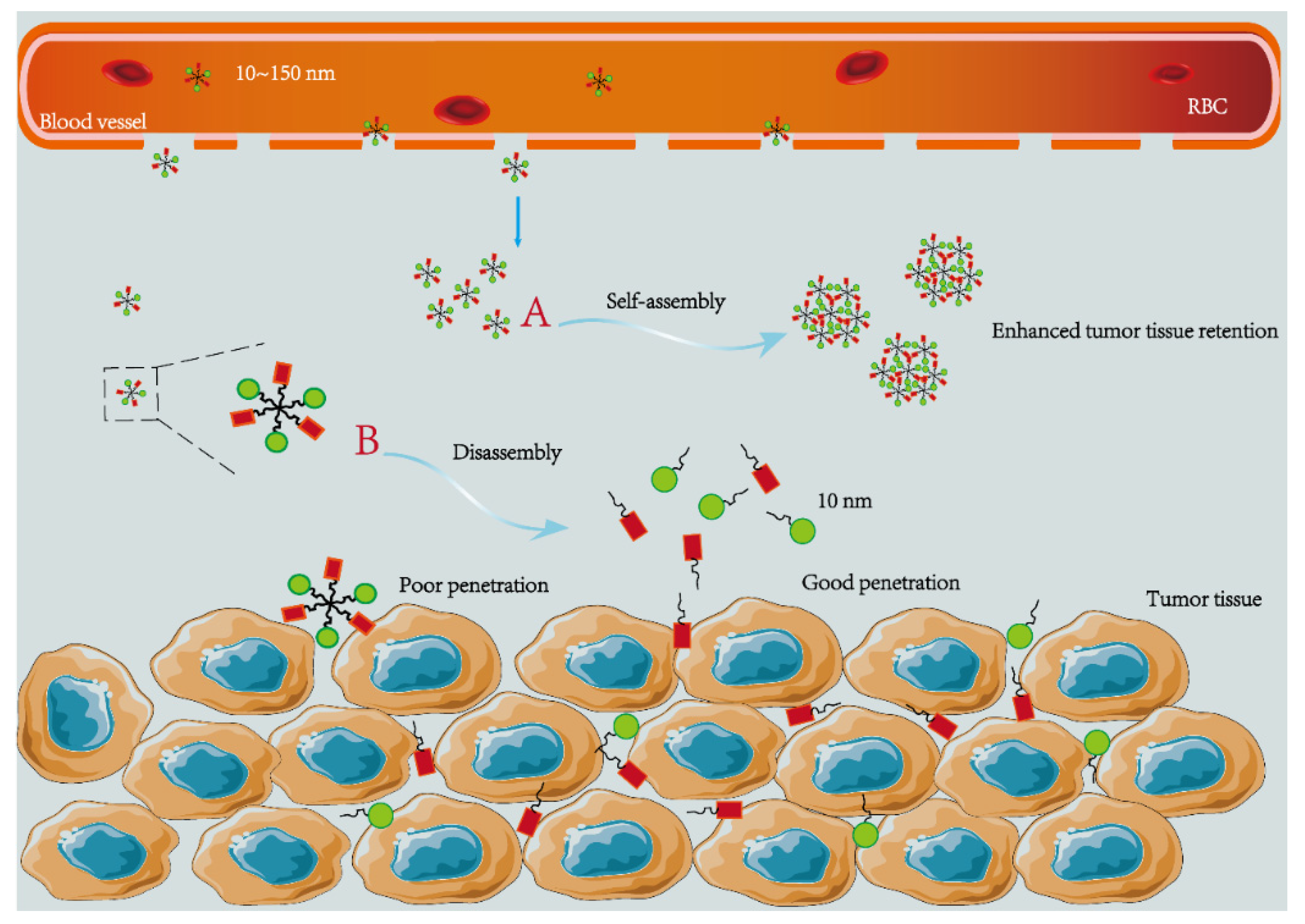 Pharmaceutics Free FullText “Targeting Design” of Nanoparticles in