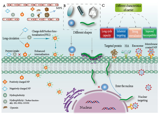 “Targeting Design” of Nanoparticles in Tumor Therapy