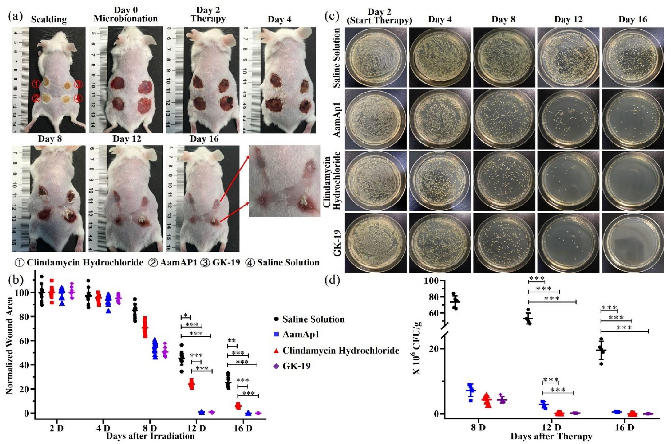 Pharmaceutics 14 01937 g004