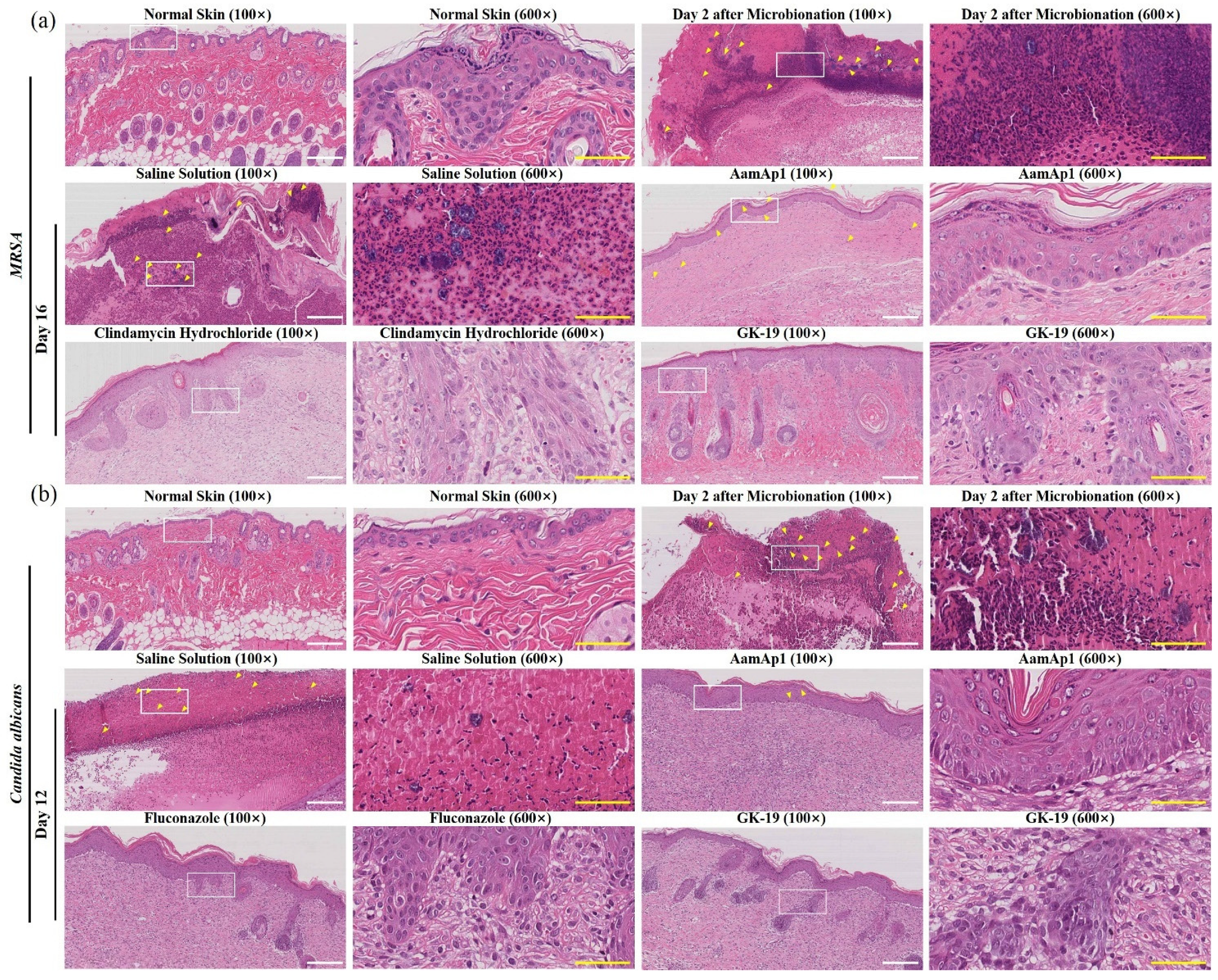 Pharmaceutics 14 01937 g005
