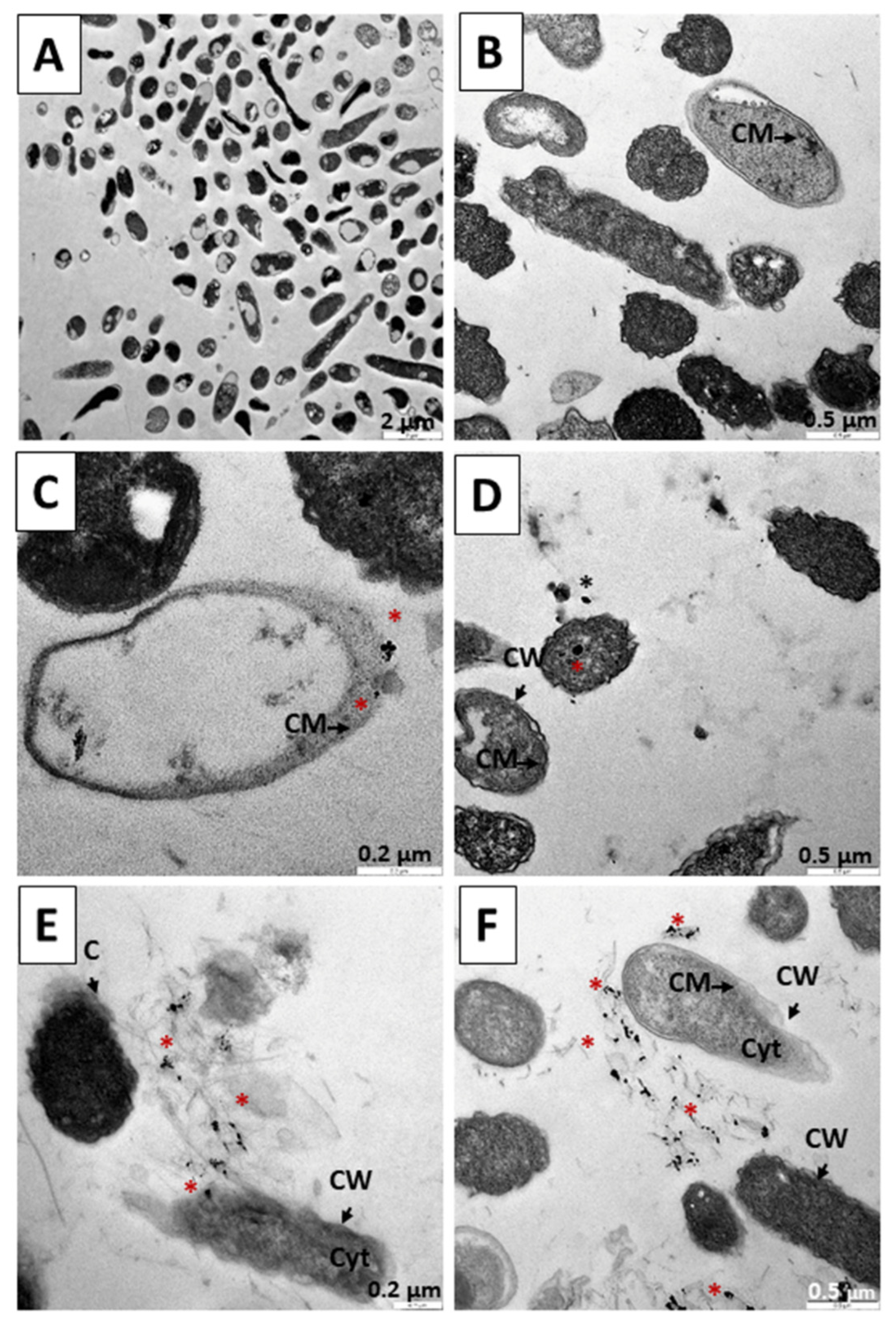 Pharmaceutics 14 01941 g014