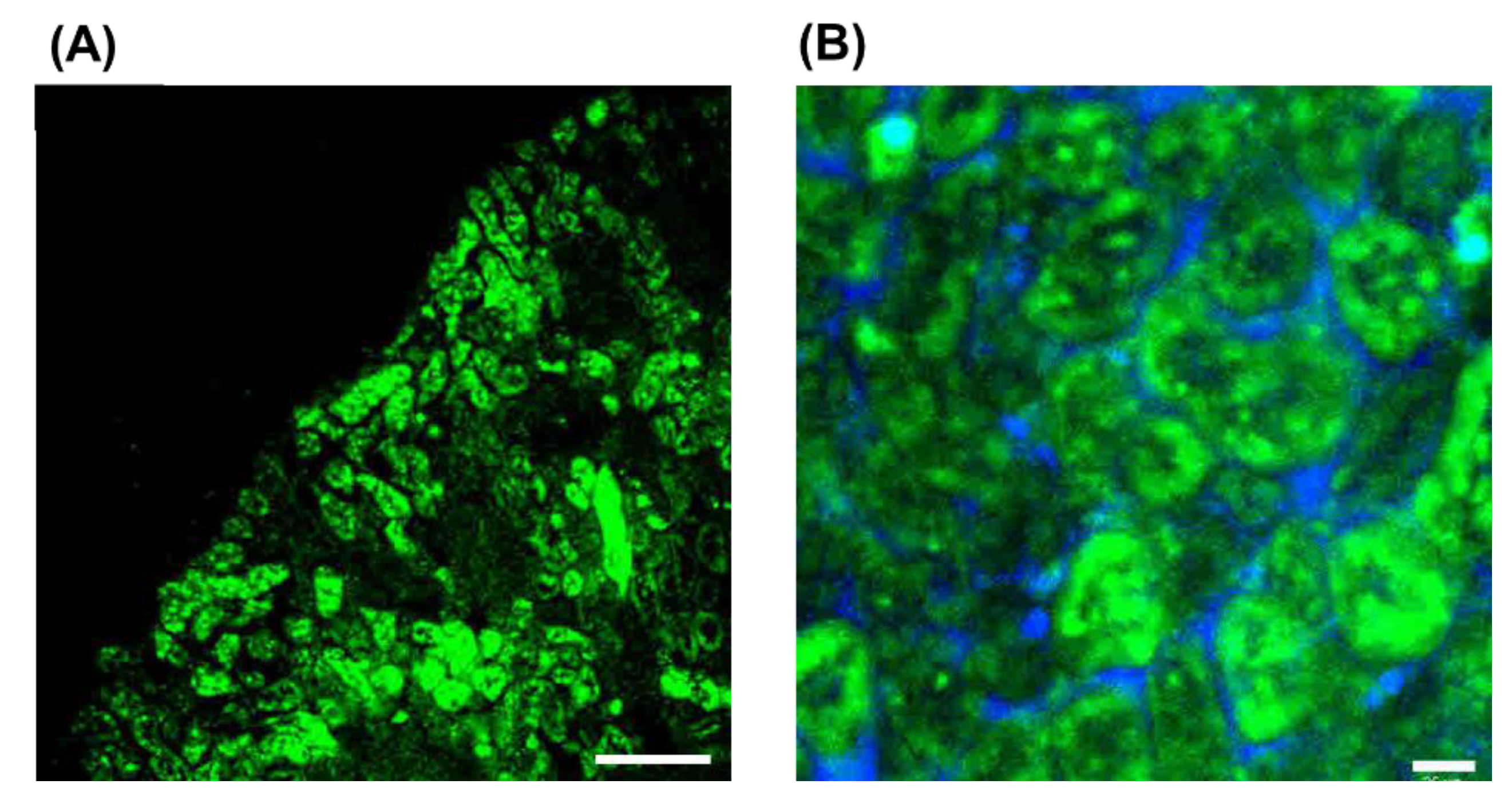 Pharmaceutics 14 01946 g003