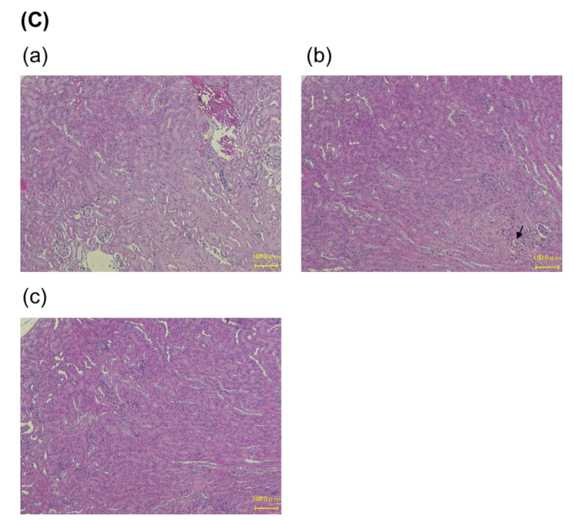 Pharmaceutics 14 01946 g007b