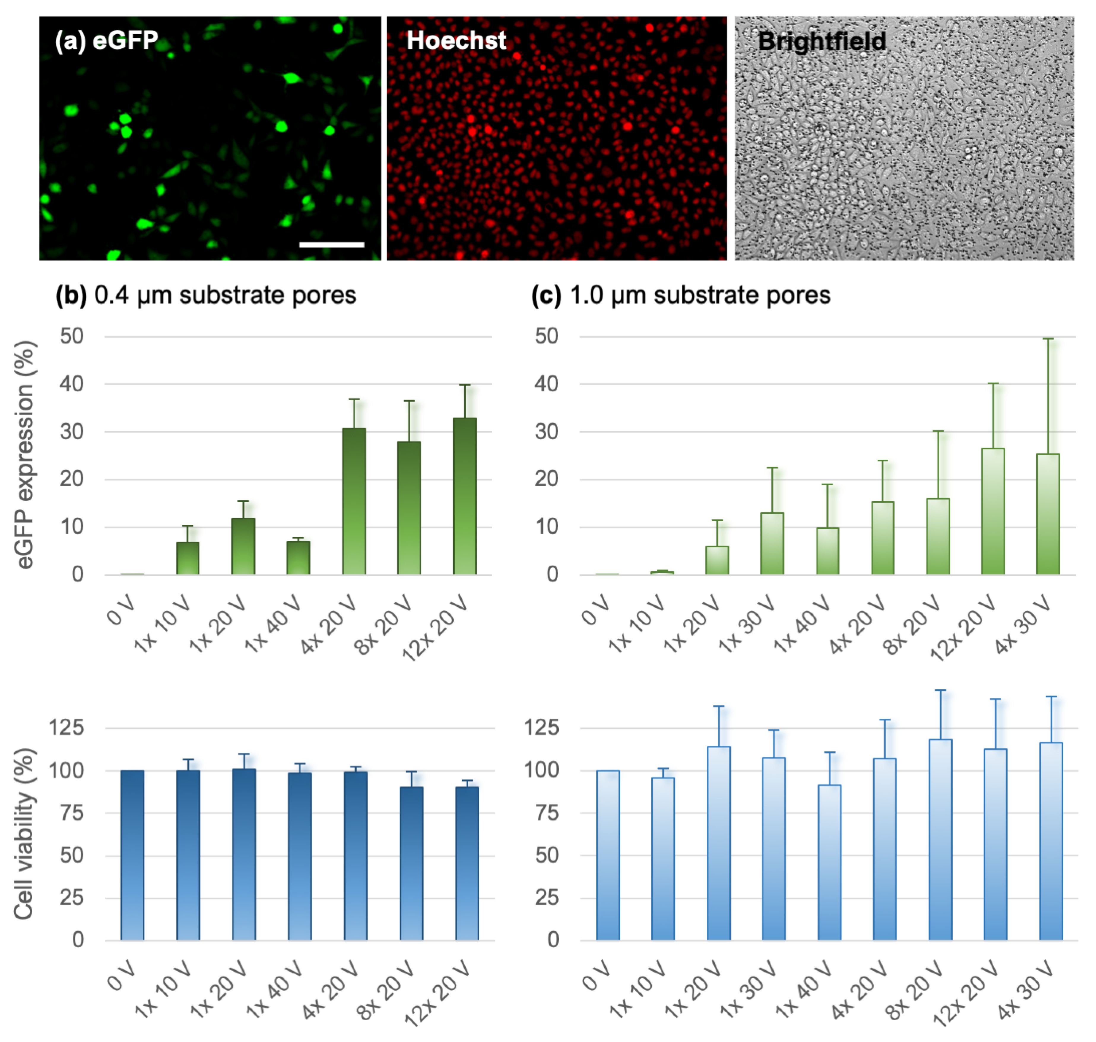 Pharmaceutics 14 01959 g005 Pharmaceutics 14 01959 g005