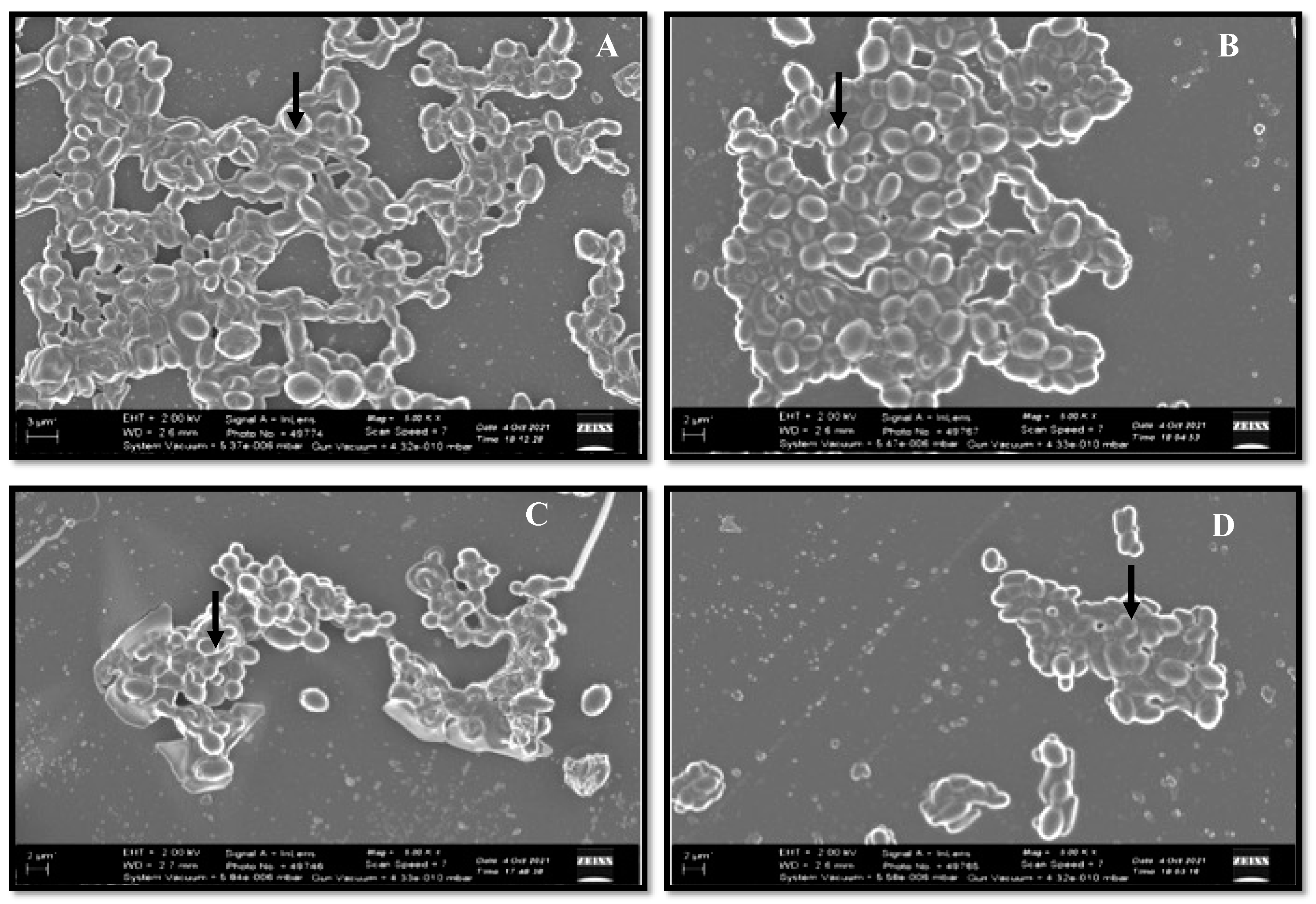 Pharmaceutics 14 01989 g002 Pharmaceutics 14 01989 g002
