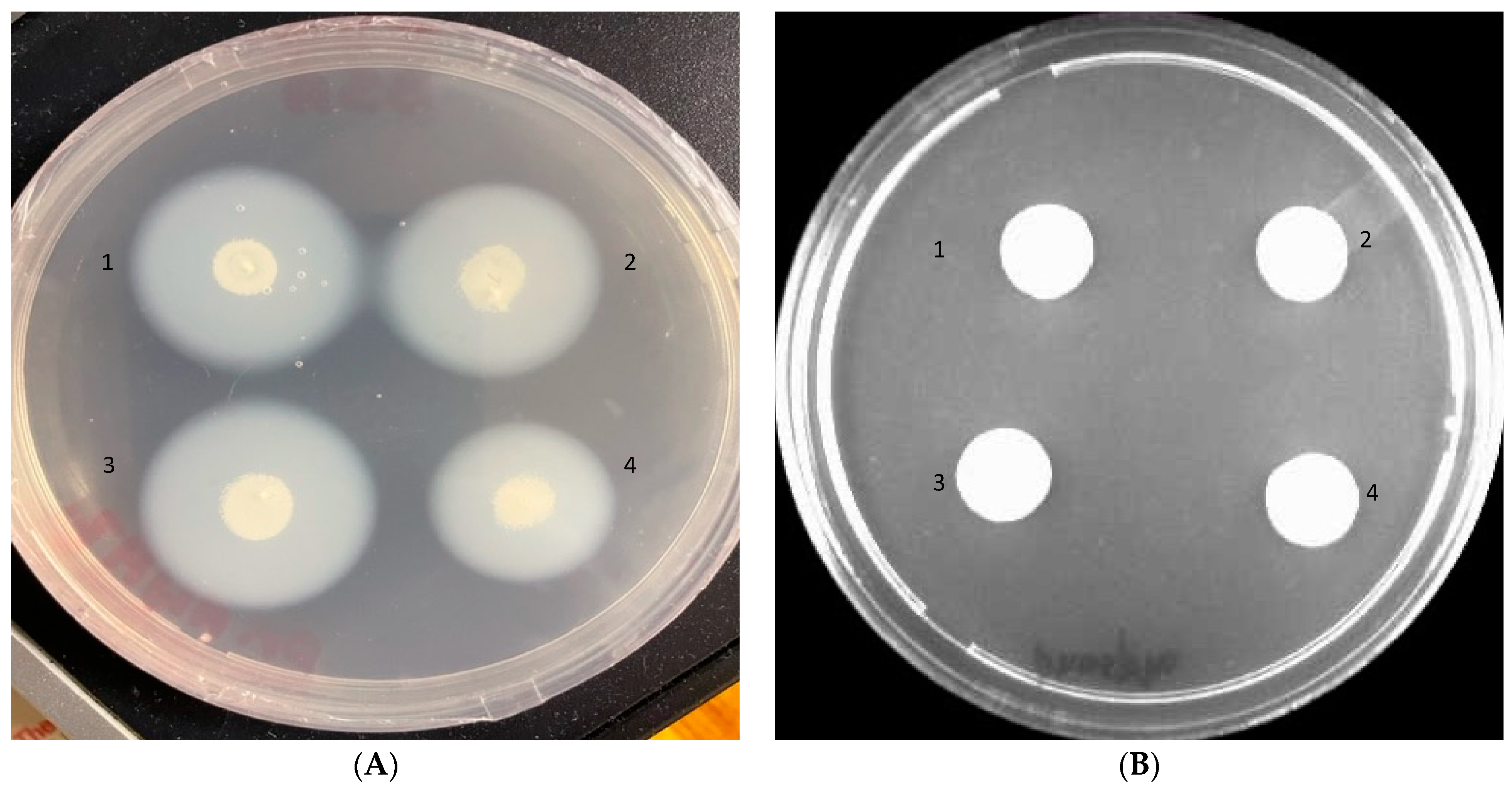 Pharmaceutics 14 01989 g003 Pharmaceutics 14 01989 g003