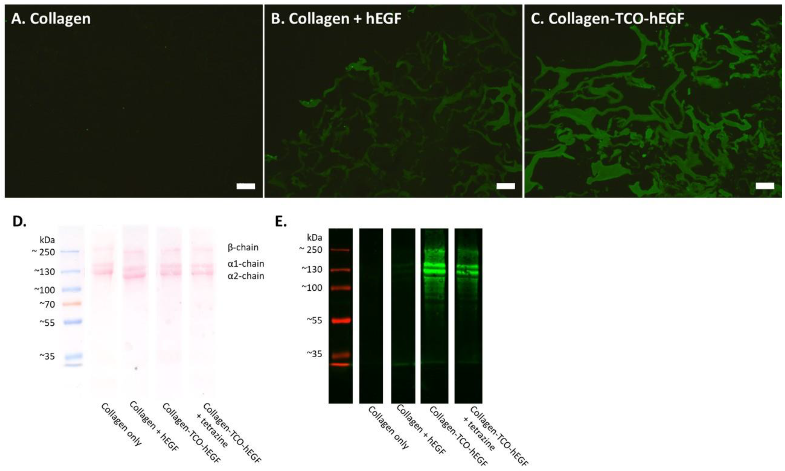 Pharmaceutics 14 01991 g003 Pharmaceutics 14 01991 g003