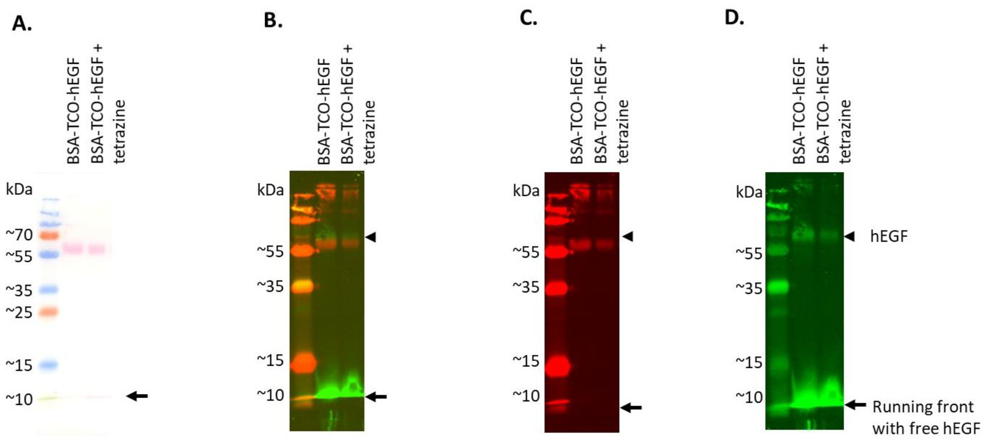Pharmaceutics 14 01991 g004 Pharmaceutics 14 01991 g004