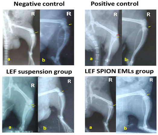 Pharmaceutics 14 02005 g007