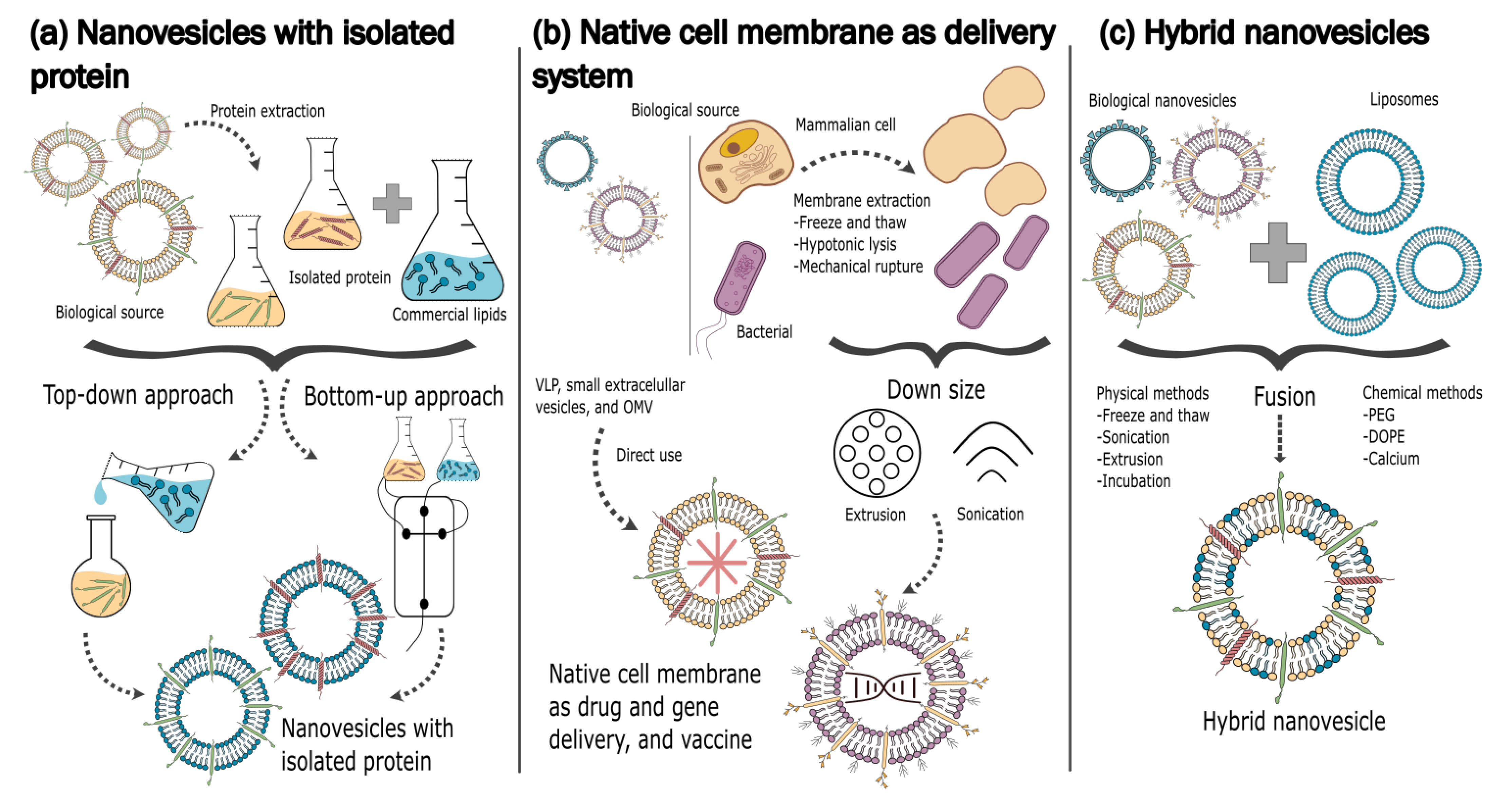 Pharmaceutics 14 02008 g003