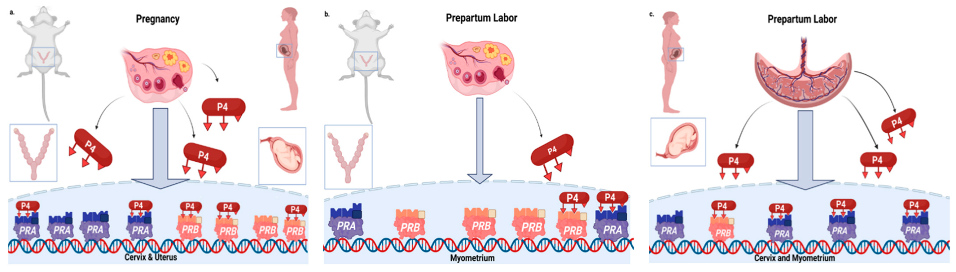 Pharmaceutics 14 02019 g001