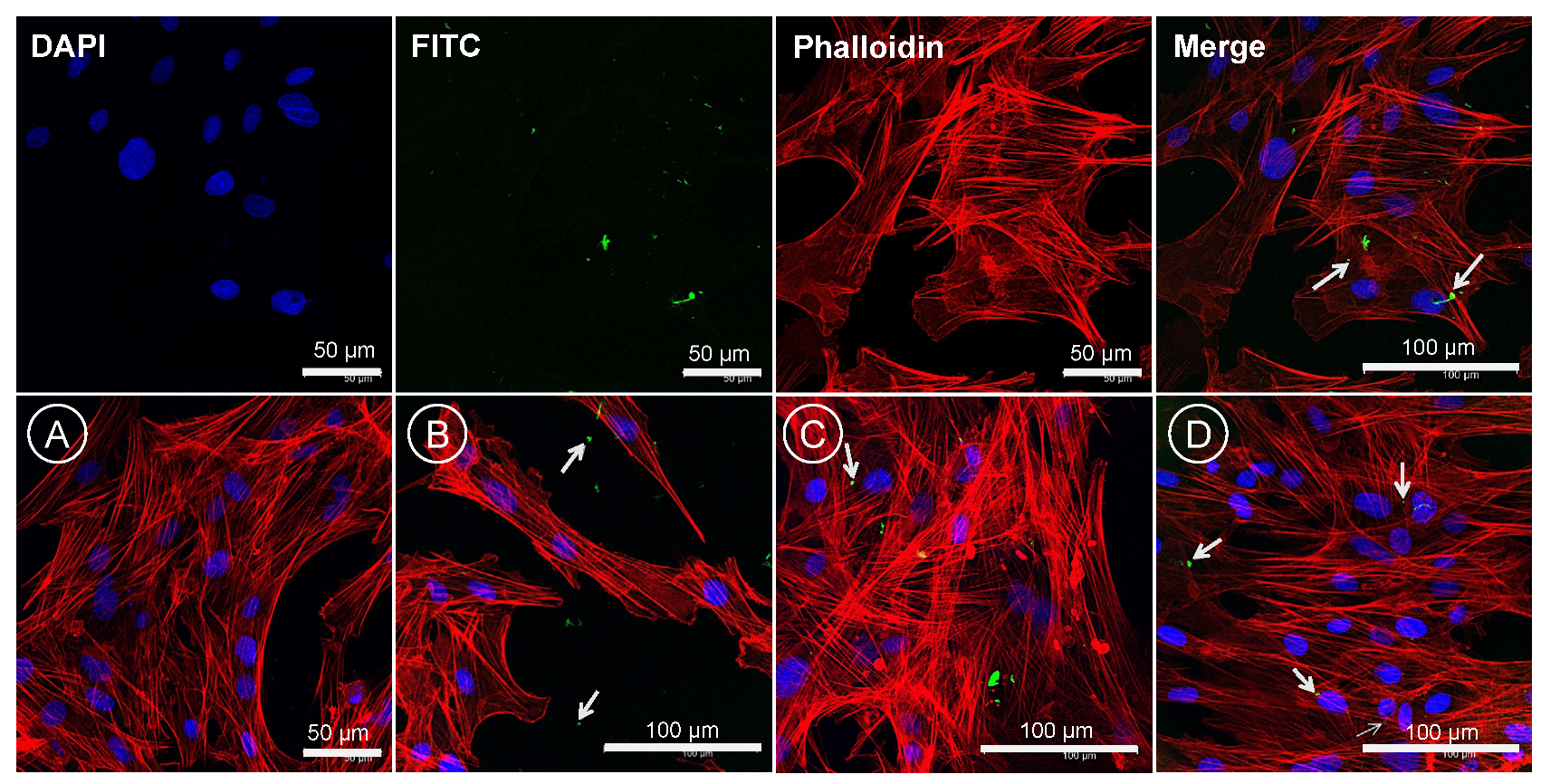 Pharmaceutics 14 02030 g012
