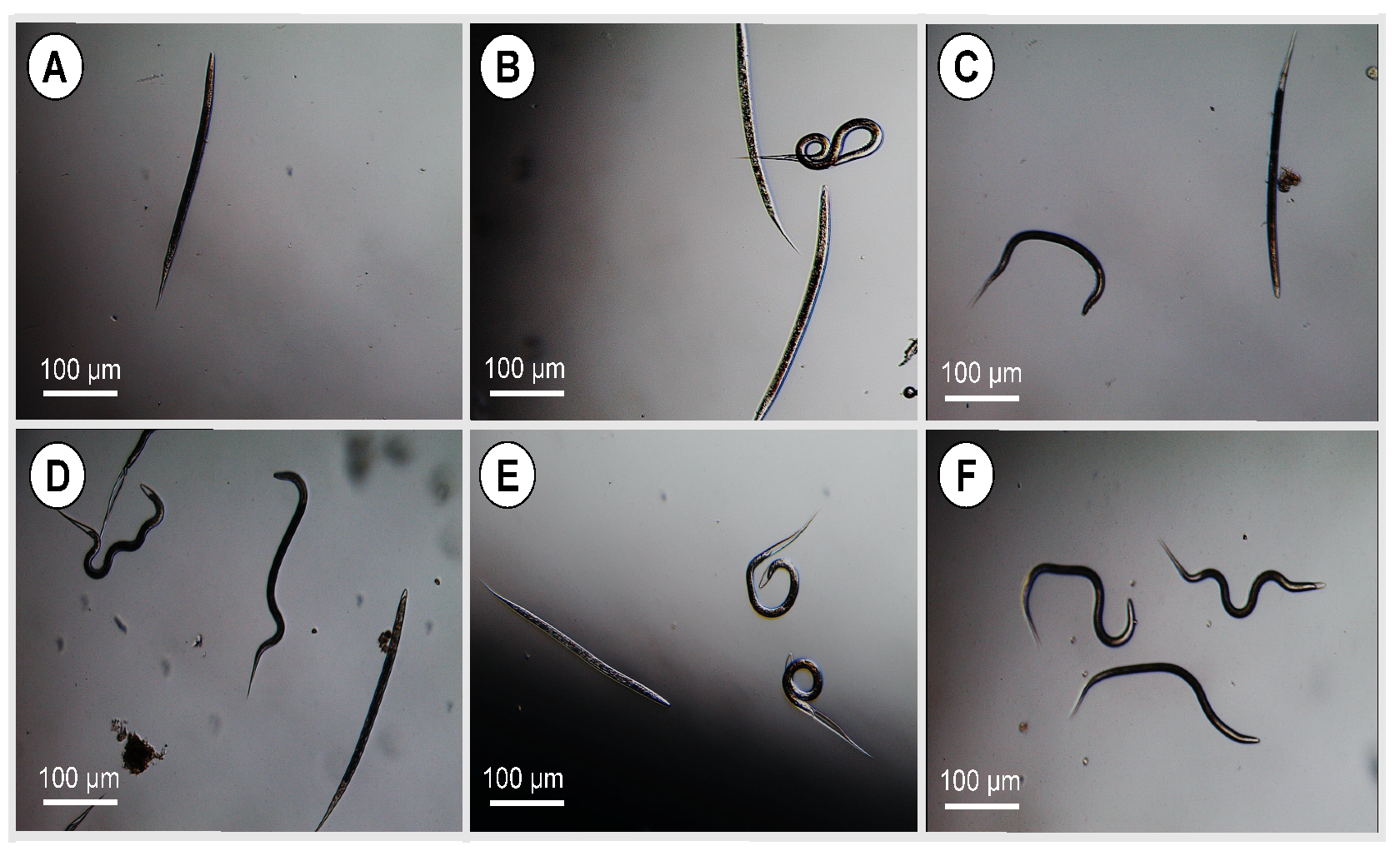 Pharmaceutics 14 02030 g013