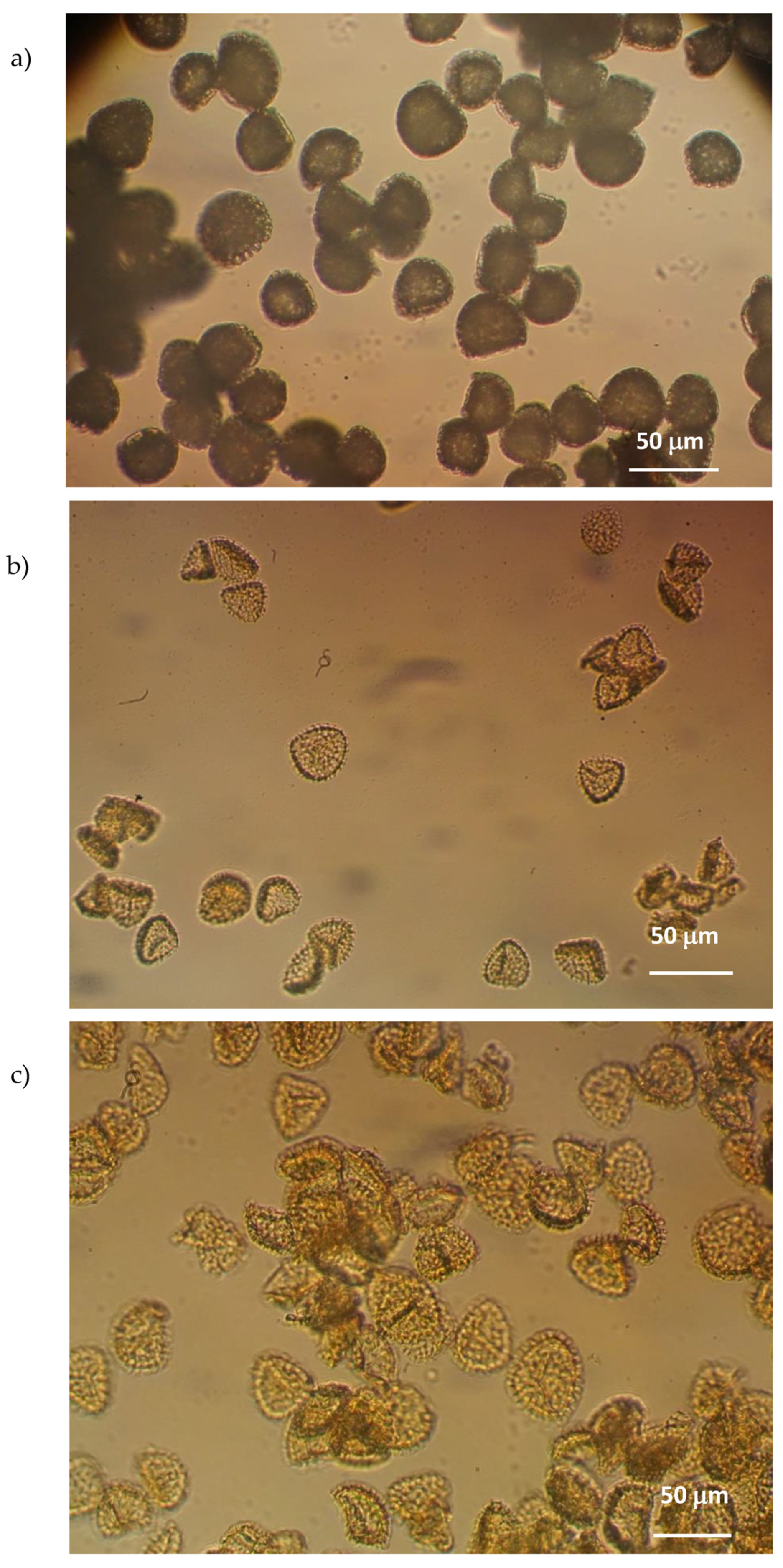 Pharmaceutics 14 02041 g006 550