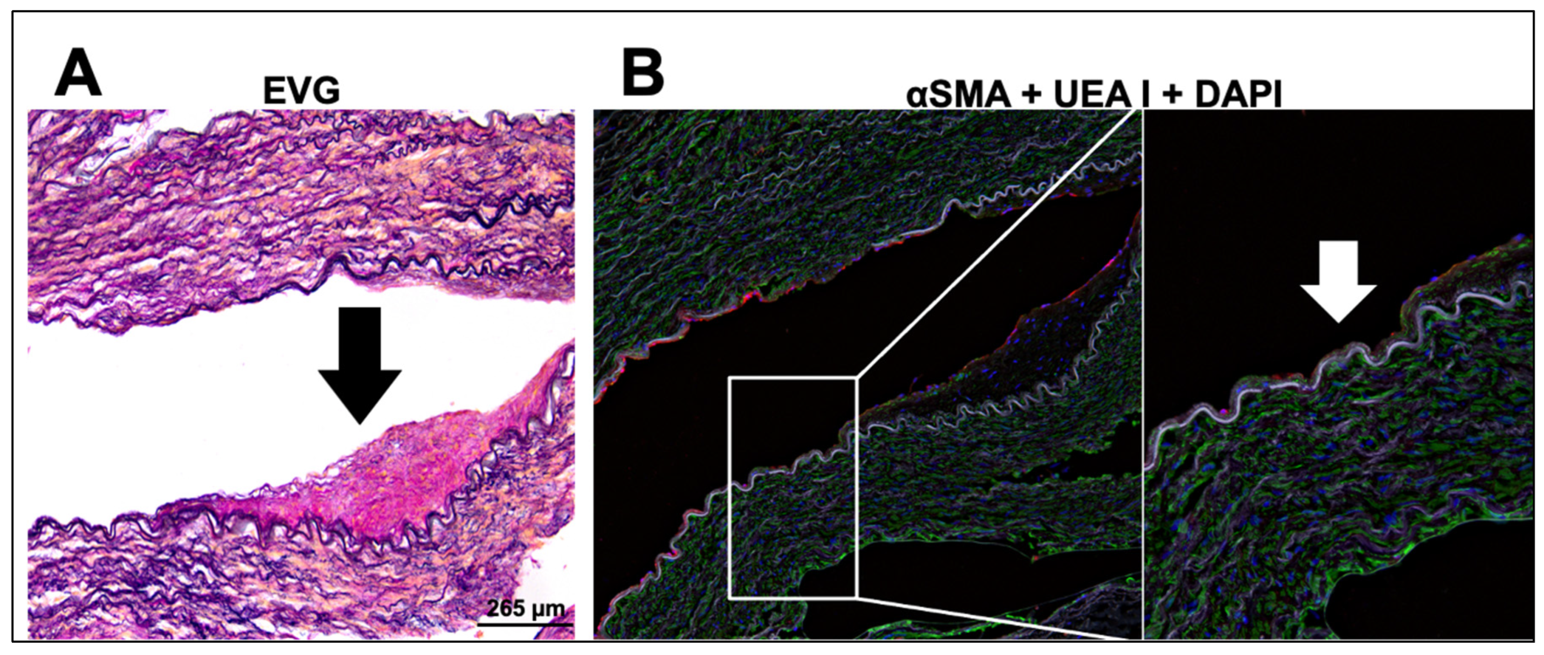 Pharmaceutics 14 02046 g006 Pharmaceutics 14 02046 g006