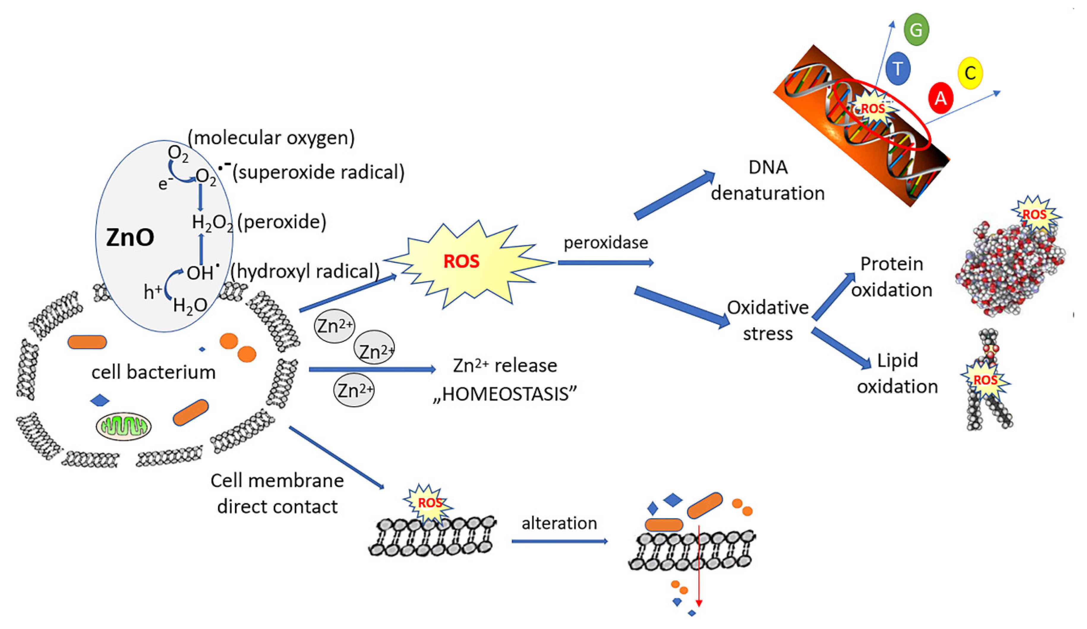 Pharmaceutics 14 02063 g008 Pharmaceutics 14 02063 g008