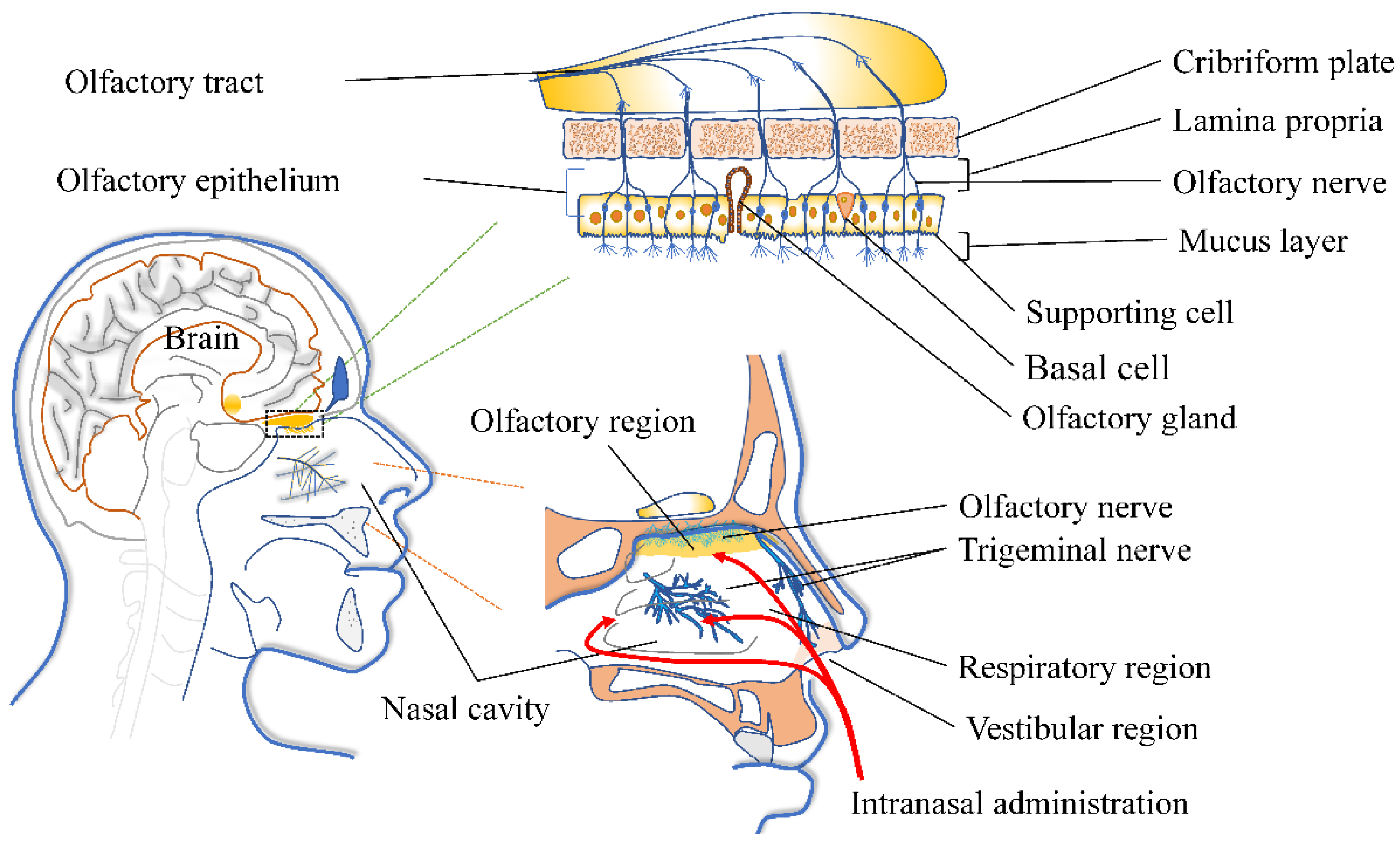 Pharmaceutics 14 02070 g002 Pharmaceutics 14 02070 g002