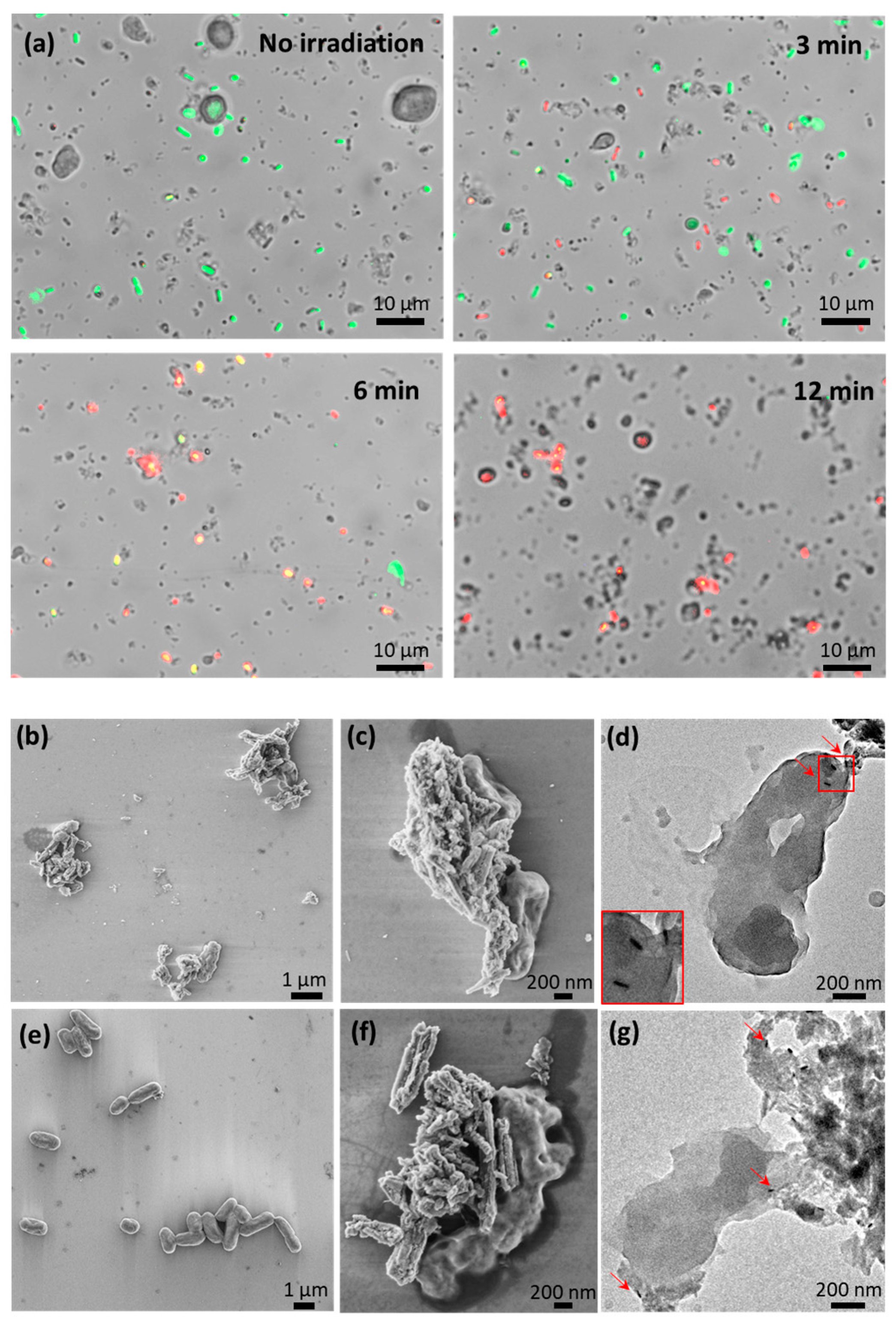Pharmaceutics 14 02094 g005 550