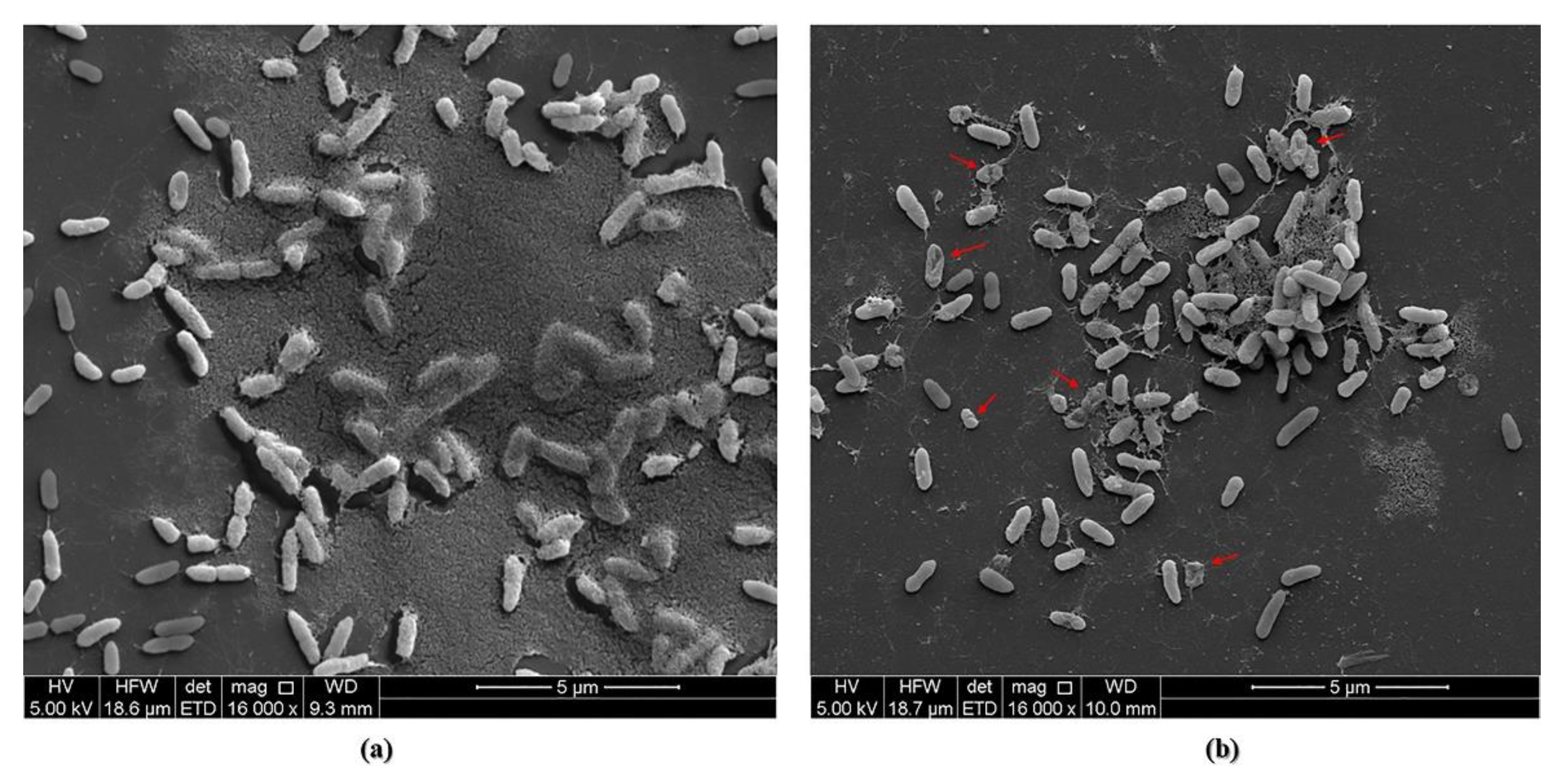 Pharmaceutics 14 02124 g009 Pharmaceutics 14 02124 g009