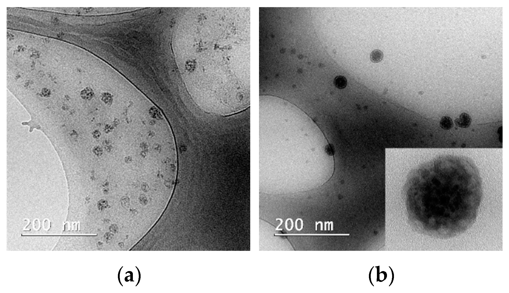 Pharmaceutics 14 02137 g002