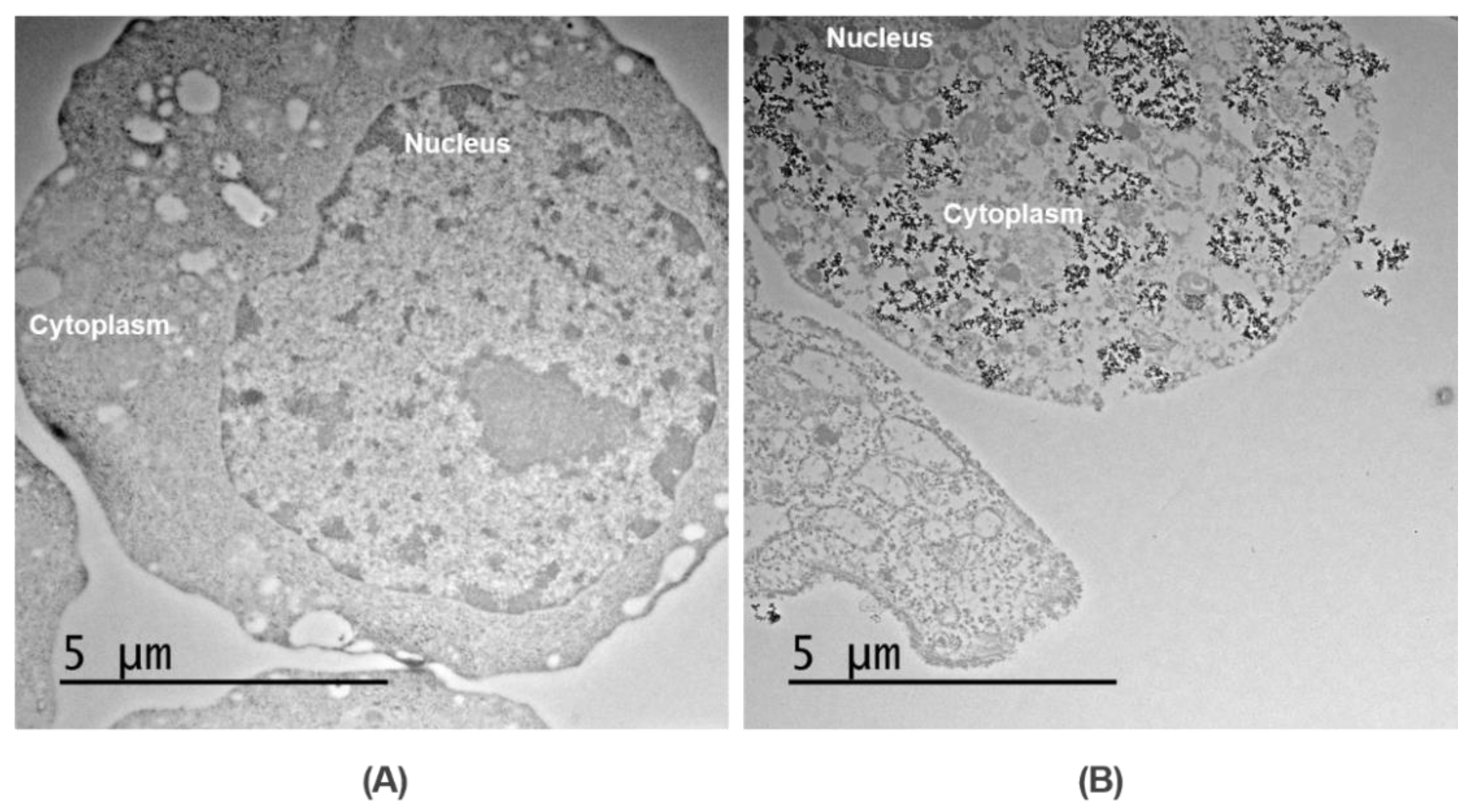 Pharmaceutics 14 02143 g005 Pharmaceutics 14 02143 g005