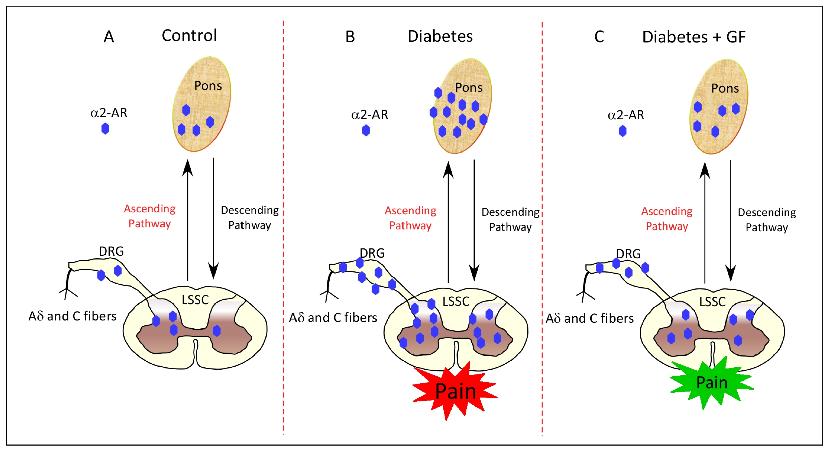 Pharmaceutics Free FullText Guanfacine Normalizes the