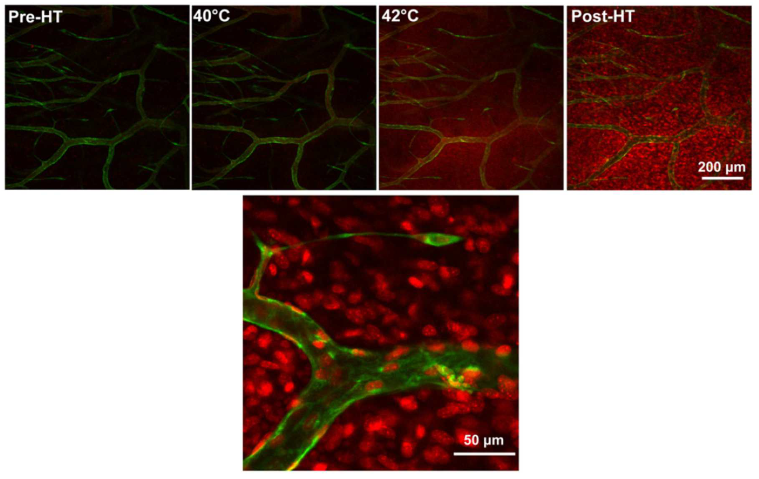 Pharmaceutics 14 02165 g005 Pharmaceutics 14 02165 g005