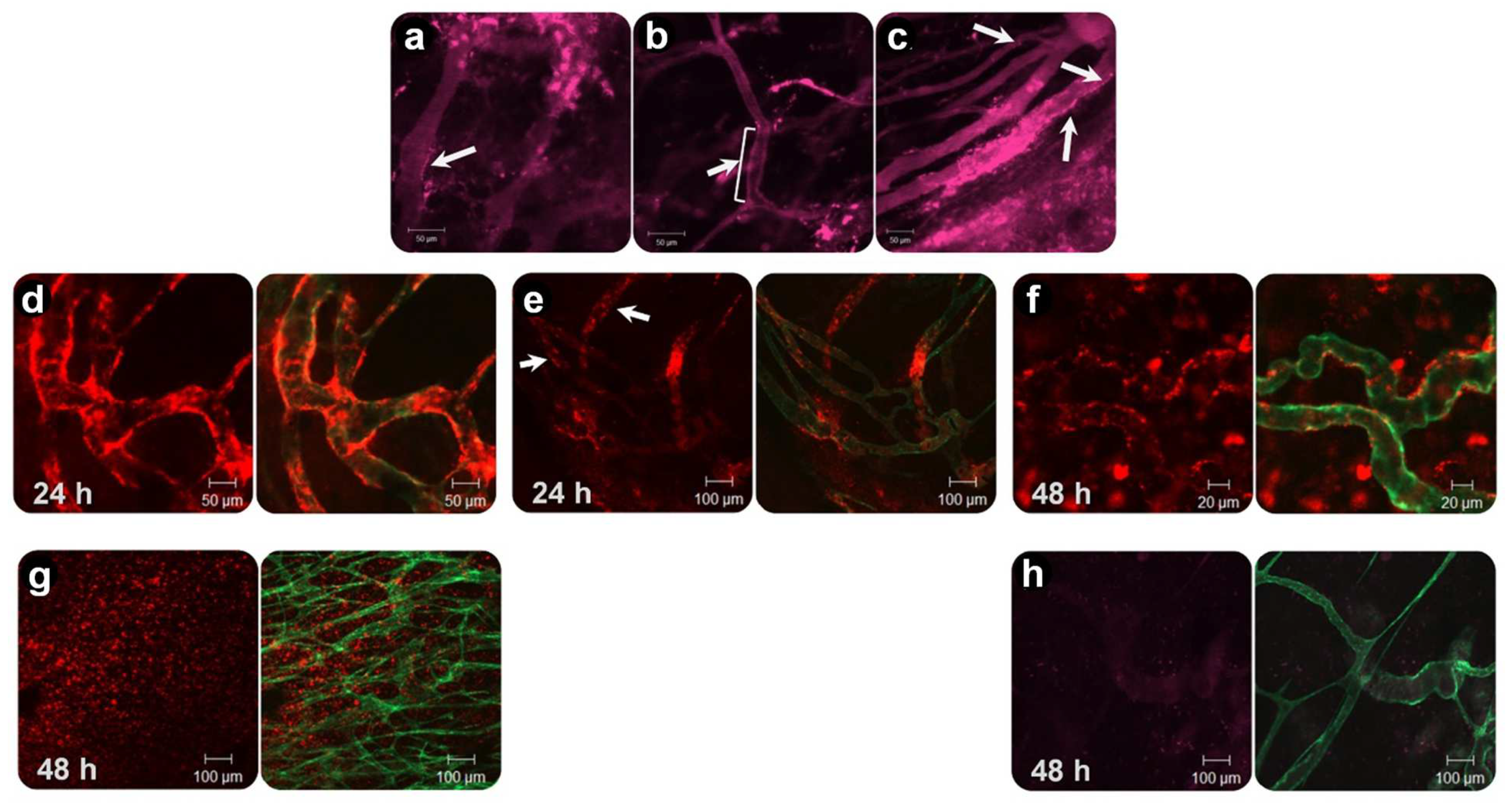 Pharmaceutics 14 02165 g007 Pharmaceutics 14 02165 g007