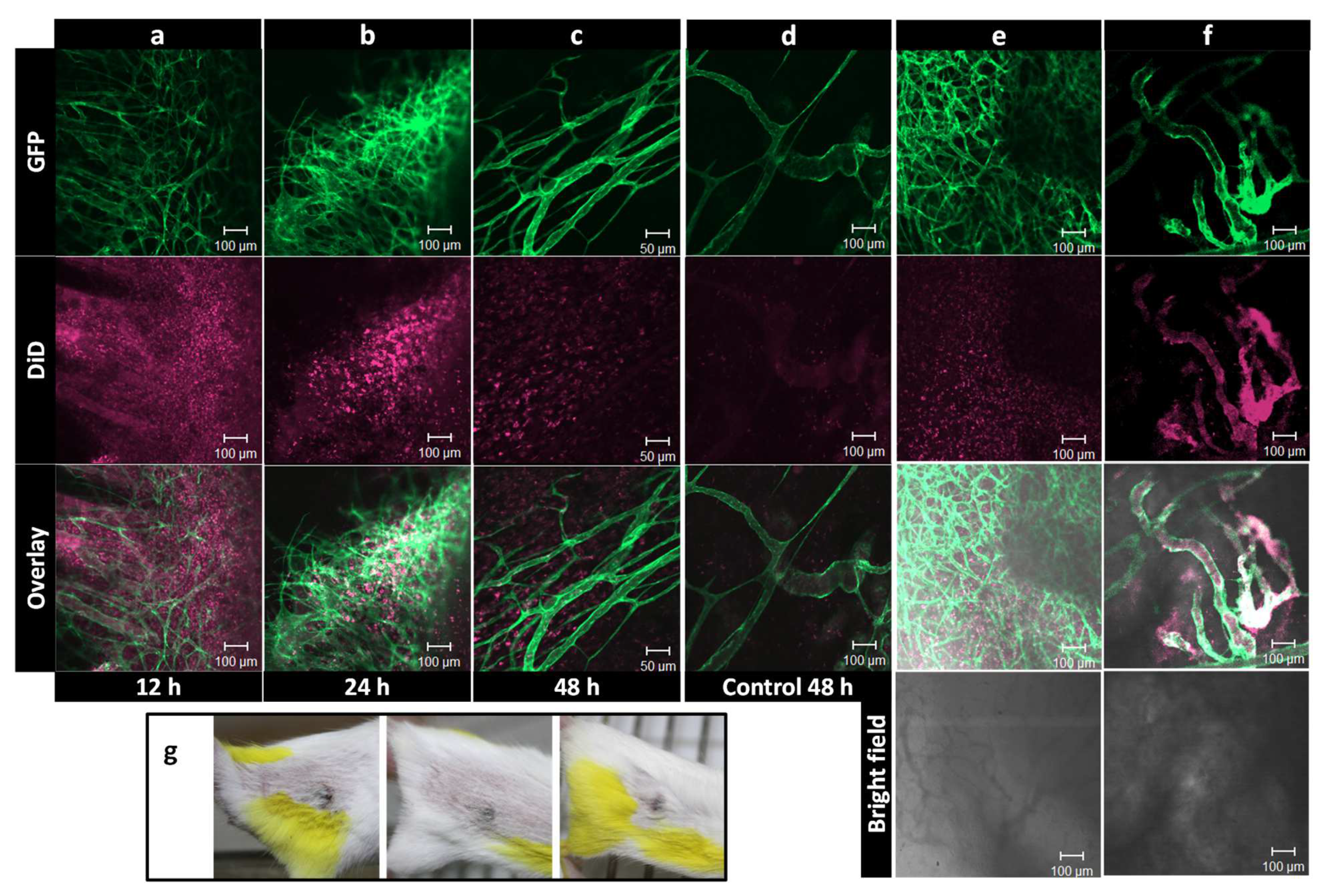 Pharmaceutics 14 02165 g010 Pharmaceutics 14 02165 g010