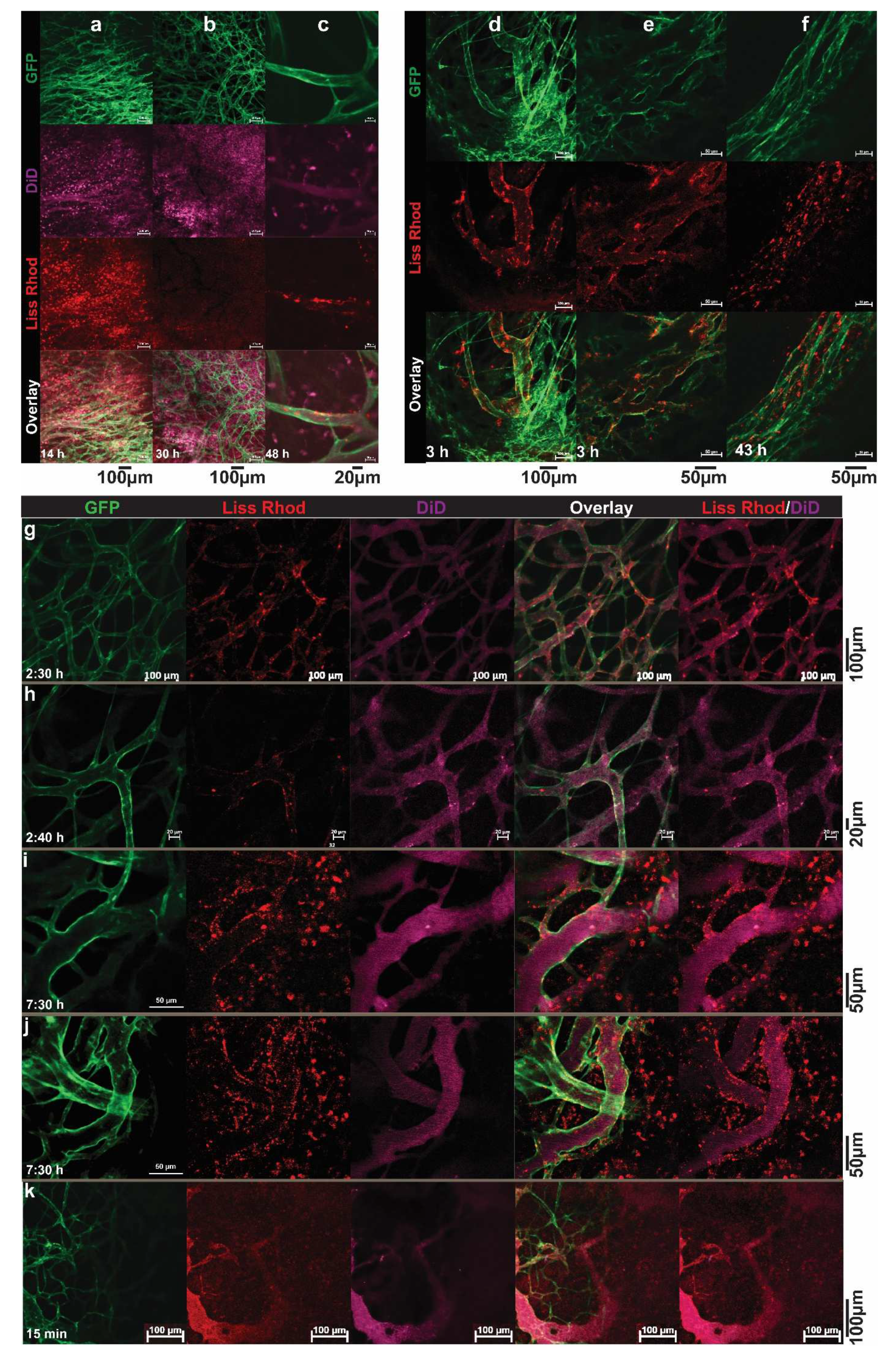 Pharmaceutics 14 02165 g011 Pharmaceutics 14 02165 g011