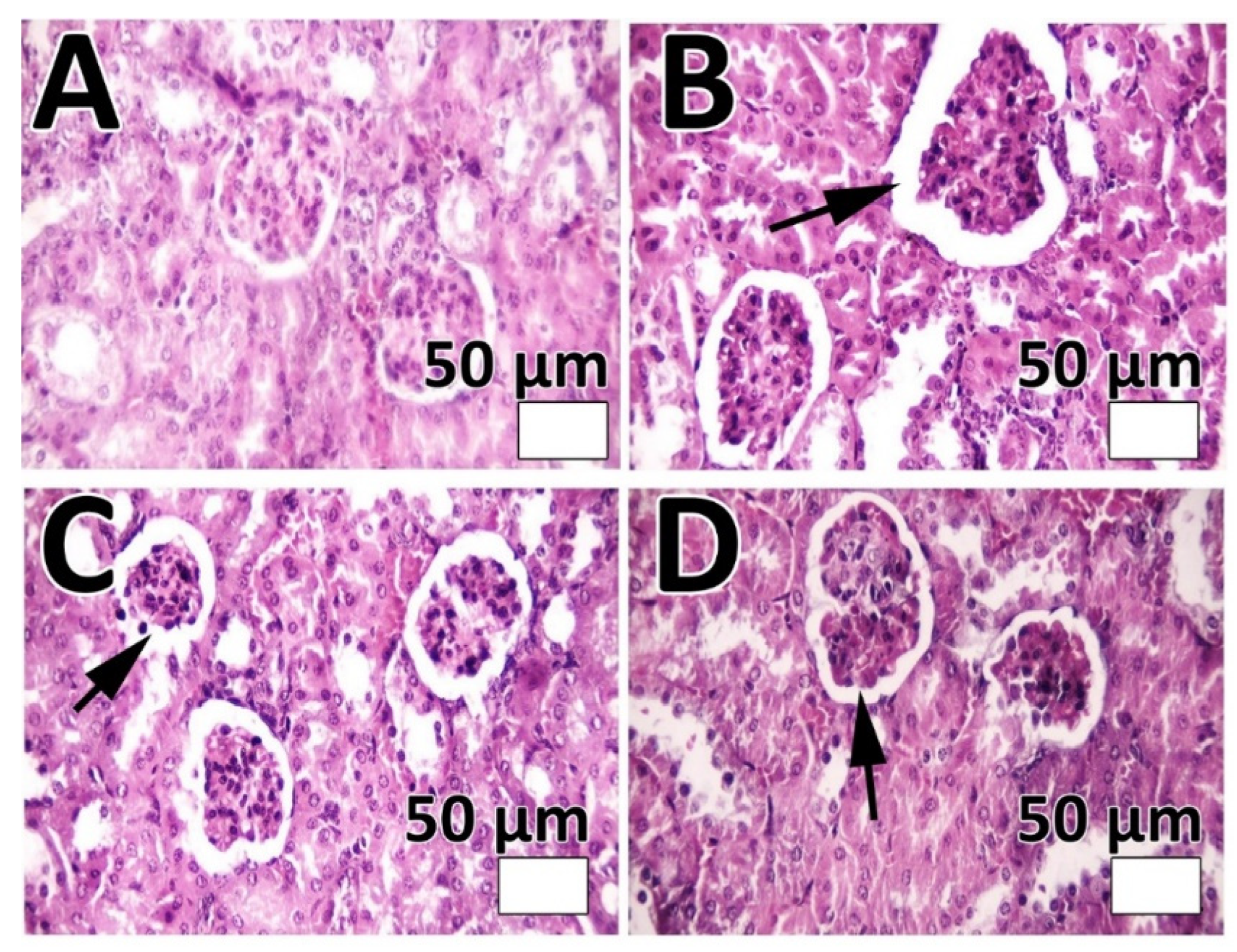 Pharmaceutics 14 02183 g006 Pharmaceutics 14 02183 g006