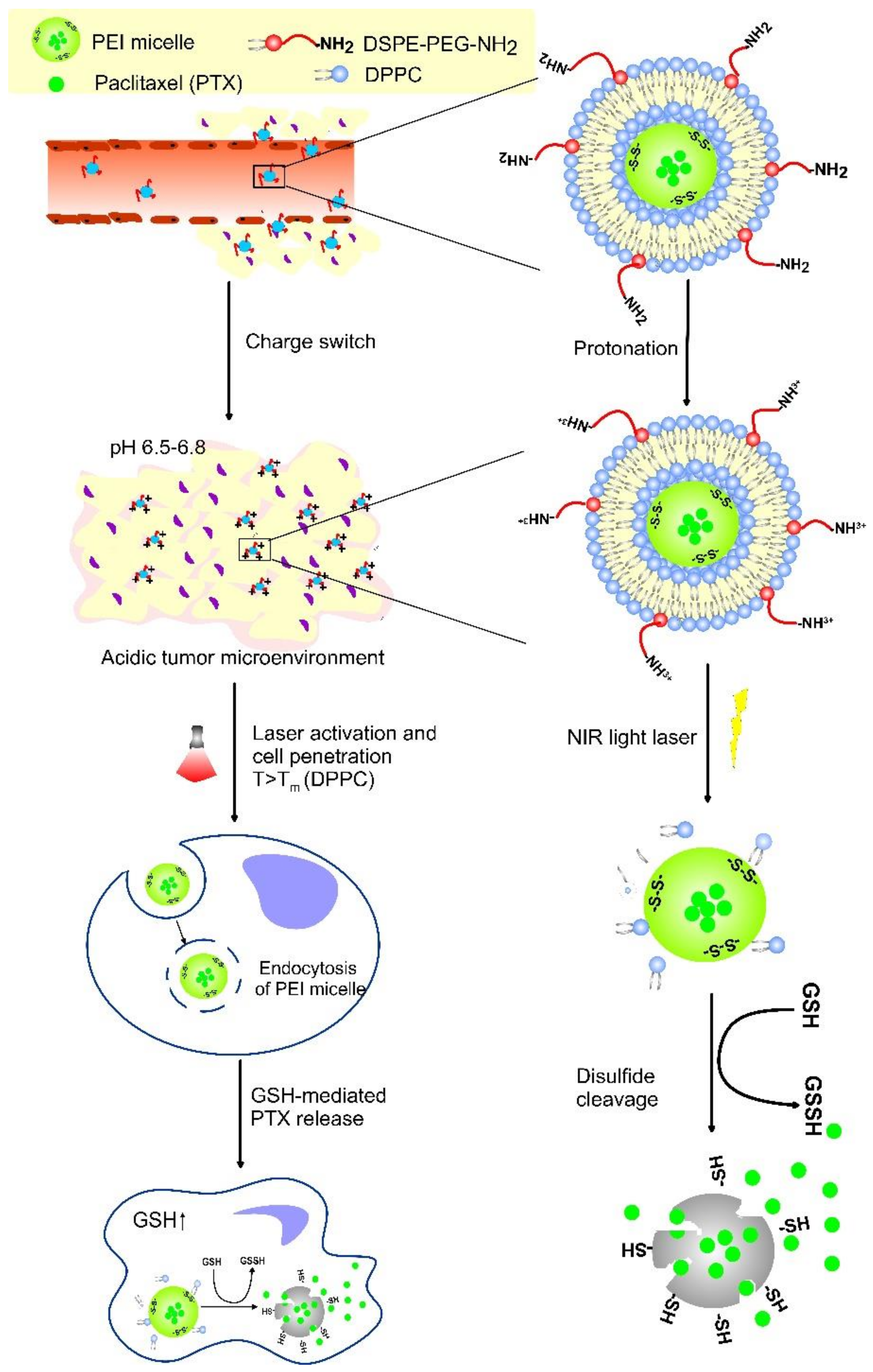 Pharmaceutics 14 02195 g014 Pharmaceutics 14 02195 g014